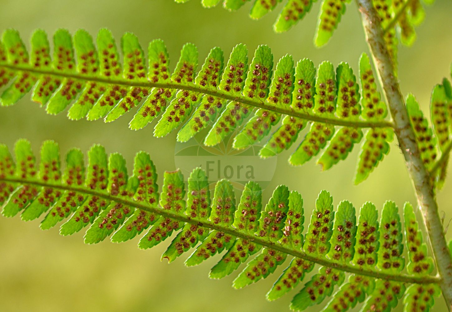 Dryopteris filix-mas - Dryopteridaceae,Plantae,Pteridobiotina,Polypodiophyta,Polypodiopsida,Polypodiidae,Polypodiales,Dryopteridaceae,Dryopteridoideae,Dryopteris,Dryopteris filix-mas,Aspidium filix-mas, Aspidium filix-mas var. blackwellianum, Aspidium nemorale, Dryopteris filix-mas f. filix-mas, Filix filix-mas, Lastrea filix-mas, Nephrodium crenatum, Nephrodium filix-mas, Polypodium filix-mas, Polypodium nemorale, Polystichum filix-mas, Tectaria filix-mas,Gewöhnlicher Wurmfarn;Echter Wurmfarn;Männlicher Wurmfarn;Männerfarn;Gemeiner Wurmfarn;Wurmfarn;male-fern;male fern;dryoptère fougère mâle;common male fern;Dryoptéris mâle;fougère mâle;dryoptéris fougère-mâle;polystic fougère-mâle;helecho macho;dentabrón;Felce maschio;felce maschio comune;mannetjesvaren;feto-macho;denteburra;dentebrura;fentanha-macha;fento-macho;щитовник мужской;erkek eğrelti;driopter;fieri mashkull;falguera alta;falguera mascle;šumska paprat;träjon;almindelig mangeløv;nerecznica samcza;navadna glistovnica;erdei pajzsika;kapraď samec;ferigă;ferigă comună;papraď samčia;щитник чоловічий;мъжка;противолистна папрат;мъжка рапрат;maarja-sõnajalg;melnā ozopaparde;vīrpaparde;ormetelg;kivikkoalvejuuri;stóriburkni;навала;обична навала;црваста папрат;kelminis papartis;αρρενόφτερη;iratze arra;iziarra;ōu zhōu lín máo jué;欧洲鳞毛蕨