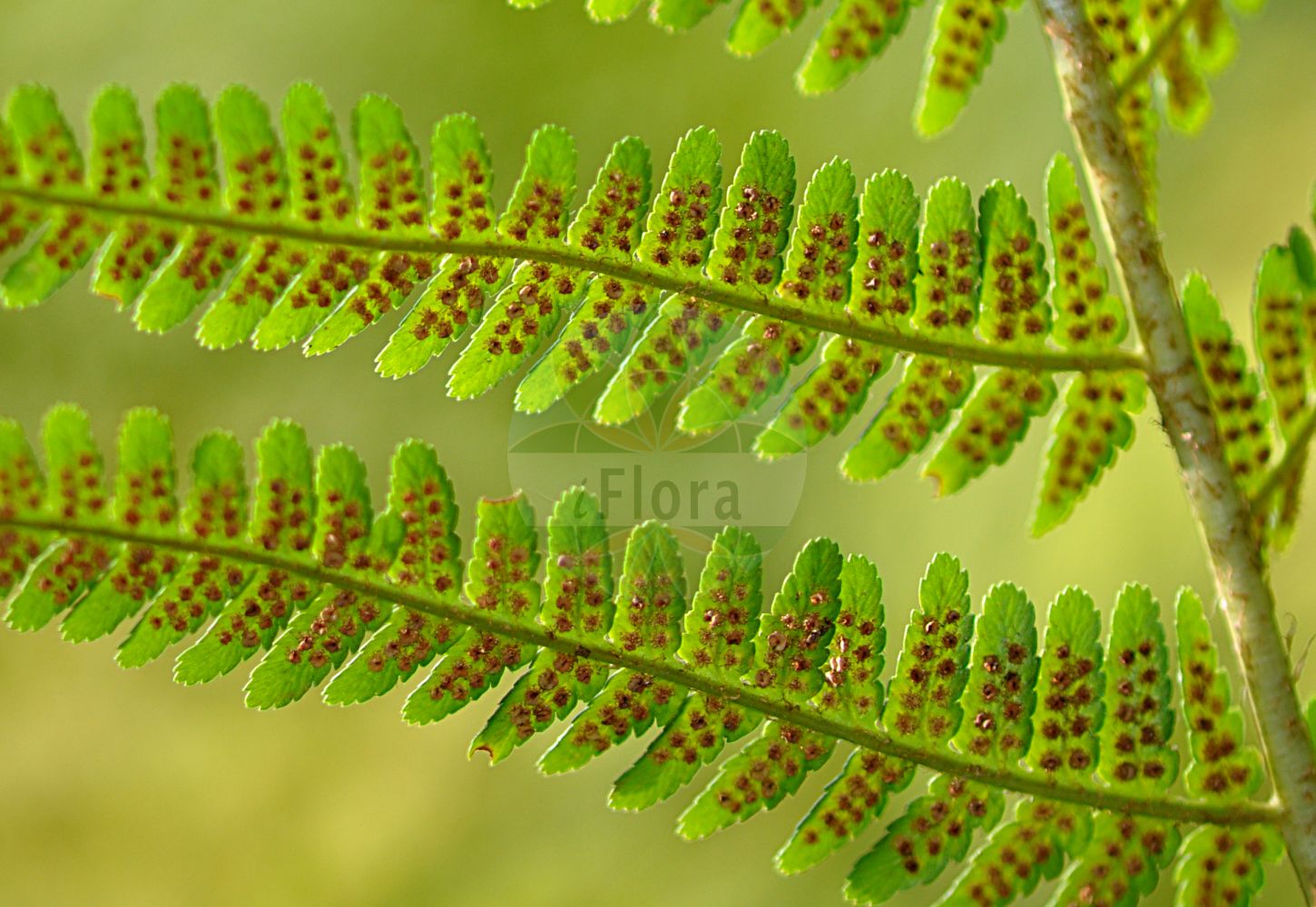 Foto von Dryopteris filix-mas (Echter Wurmfarn - Male-fern). Das Foto wurde in Frankfurt, Hessen, Deutschland aufgenommen. ---- Photo of Dryopteris filix-mas (Echter Wurmfarn - Male-fern). The picture was taken in Frankfurt, Hesse, Germany.(Dryopteris filix-mas,Echter Wurmfarn,Male-fern,Aspidium filix-mas,Dryopteris filix-mas,Lastrea filix-mas,Nephrodium filix-mas,Polypodium filix-mas,Polystichum filix-mas,Echter Wurmfarn,Gewoehnlicher Wurmfarn,Maennlicher Wurmfarn,Maennerfarn,Male-fern,Common Male Fern,Dryopteris,Wurmfarn,Wood-fern,Dryopteridaceae,Wurmfarngewächse,Wood Fern family)