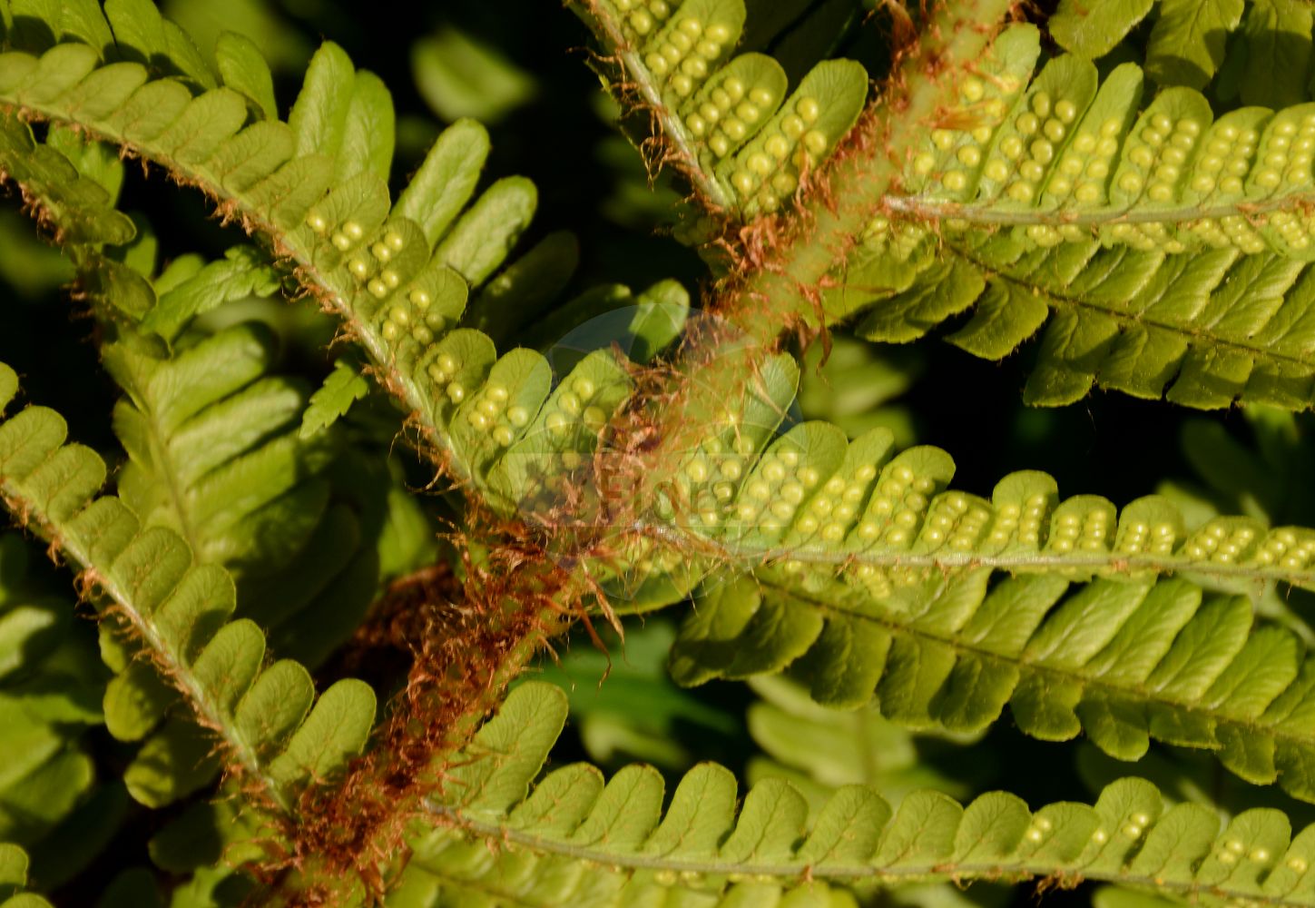 Foto von Dryopteris affinis (Spreuschuppiger Wurmfarn - Scaly Male-fern). Das Foto wurde in Lyon, Auvergne-Rhône-Alpes, Frankreich aufgenommen. ---- Photo of Dryopteris affinis (Spreuschuppiger Wurmfarn - Scaly Male-fern). The picture was taken in Lyon, Auvergne-Rhône-Alpes, France.(Dryopteris affinis,Spreuschuppiger Wurmfarn,Scaly Male-fern,Dryopteris affinis,Nephrodium affine,Nephrodium filix-mas var. affine,Spreuschuppiger Wurmfarn,Scaly Male-fern,Golden-scaled Male Fern,Dryopteris,Wurmfarn,Wood-fern,Dryopteridaceae,Wurmfarngewächse,Wood Fern family)