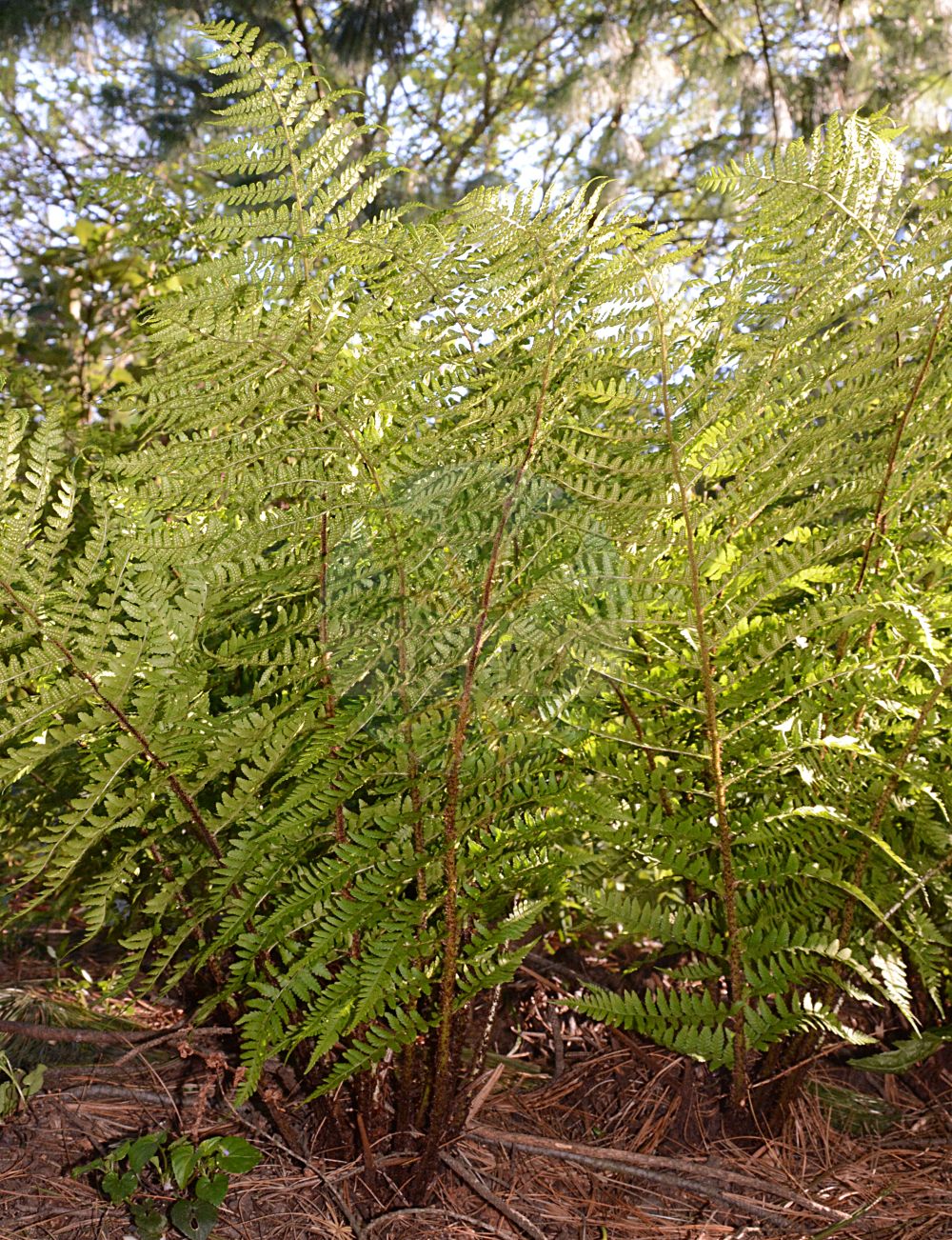 Dryopteris remota - Dryopteridaceae,Plantae,Pteridobiotina,Polypodiophyta,Polypodiopsida,Polypodiidae,Polypodiales,Dryopteridaceae,Dryopteridoideae,Dryopteris,Dryopteris remota,Aspidium remotum, Aspidium rigidum var. remotum, Dryopteris kemulariae, Lastrea remota, Lastrea spinulosa var. remota,Entferntfiedriger Wurmfarn;Verkannter Wurmfarn;Starrer Wurmfarn;Entferntfiedriger Dornfarn;scaly buckler-fern;Dryoptéris espacé;dryoptéris à pennes espacées;Felce a pinne spazieggiate;felce remota;felce spaziata;çayır piluncu;nerecznica pośrednia;kapraď tuhá