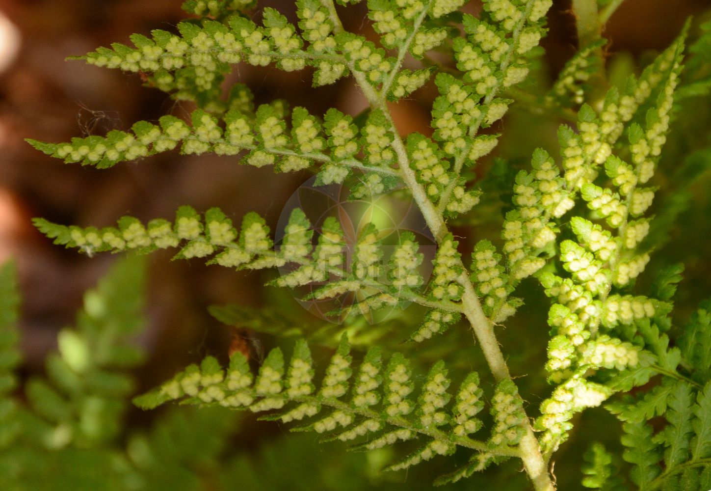 Dryopteris villarii - Dryopteridaceae,Plantae,Pteridobiotina,Polypodiophyta,Polypodiopsida,Polypodiidae,Polypodiales,Dryopteridaceae,Dryopteridoideae,Dryopteris,Dryopteris villarii,Aspidium fragrans, Dryopteris villarii f. fallax, Dryopteris villarii var. australe, Filix rigida, Filix-mas rigida, Hypodematium nivale, Lastrea rigida, Lophodium rigidum, Nephrodium meridionale, Nephrodium rigidum, Nephrodium villarsii, Polypodium odoratum, Polypodium villarii, Polystichum meridionale,Starrer Wurmfarn;Steifer Wurmfarn;Villars' Wurmfarn;male-fern;rigid buckler fern;Dryoptéris de Villars;dryoptéris de Villar;polystic raide;Felce di Villars;felce di Villar;щитовник вилларии;driopter;nerecznica Villara;villarjeva glistovnica;твърда щитовидна;Виларзијева папрат