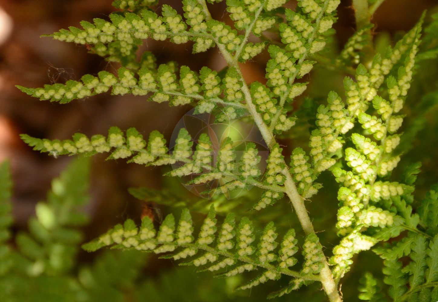 Foto von Dryopteris villarii (Starrer Wurmfarn - Male-fern). Das Foto wurde in Lyon, Auvergne-Rhône-Alpes, Frankreich aufgenommen. ---- Photo of Dryopteris villarii (Starrer Wurmfarn - Male-fern). The picture was taken in Lyon, Auvergne-Rhône-Alpes, France.(Dryopteris villarii,Starrer Wurmfarn,Male-fern,Aspidium rigidum,Dryopteris rigida,Dryopteris villarii,Nephrodium rigidum,Nephrodium villarii,Polypodium rigidum,Polypodium villarii,Polystichum rigidum,Starrer Wurmfarn,Steifer Wurmfarn,Male-fern,Rigid Buckler Fern,Dryopteris,Wurmfarn,Wood-fern,Dryopteridaceae,Wurmfarngewächse,Wood Fern family)