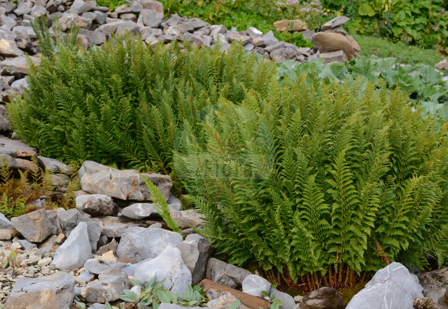 Foto von Dryopteris villarii (Starrer Wurmfarn - Male-fern). Das Foto wurde in Schynige Platte, Interlaken, Bern, Schweiz aufgenommen. ---- Photo of Dryopteris villarii (Starrer Wurmfarn - Male-fern). The picture was taken in Schynige Platte, Interlaken, Bern, Switzerland.(Dryopteris villarii,Starrer Wurmfarn,Male-fern,Aspidium rigidum,Dryopteris rigida,Dryopteris villarii,Nephrodium rigidum,Nephrodium villarii,Polypodium rigidum,Polypodium villarii,Polystichum rigidum,Starrer Wurmfarn,Steifer Wurmfarn,Male-fern,Rigid Buckler Fern,Dryopteris,Wurmfarn,Wood-fern,Dryopteridaceae,Wurmfarngewächse,Wood Fern family)