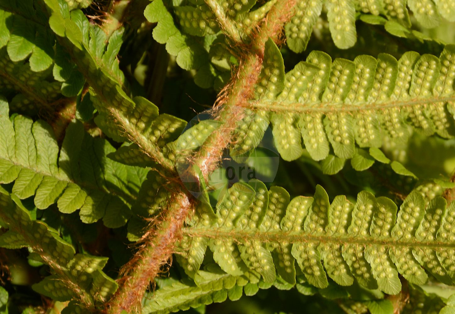 Foto von Dryopteris borreri (Borrer-Schuppen-Wurmfarn - Male-fern). Das Foto wurde in Lyon, Auvergne-Rhône-Alpes, Frankreich aufgenommen. ---- Photo of Dryopteris borreri (Borrer-Schuppen-Wurmfarn - Male-fern). The picture was taken in Lyon, Auvergne-Rhône-Alpes, France.(Dryopteris borreri,Borrer-Schuppen-Wurmfarn,Male-fern,Dryopteris borreri,Dryopteris mediterranea,Dryopteris paleacea,Lastrea filix-mas var. paleacea,Borrer-Schuppen-Wurmfarn,Male-fern,Dryopteris,Wurmfarn,Wood-fern,Dryopteridaceae,Wurmfarngewächse,Wood Fern family)