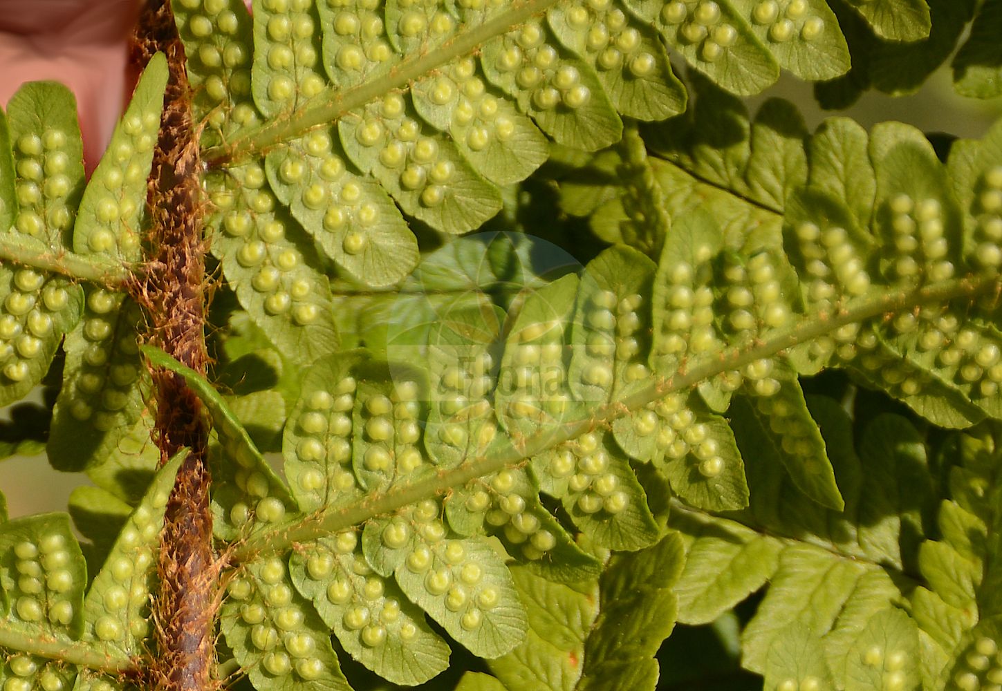 Dryopteris pseudodisjuncta - Dryopteridaceae,Plantae,Pteridobiotina,Polypodiophyta,Polypodiopsida,Polypodiidae,Polypodiales,Dryopteridaceae,Dryopteridoideae,Dryopteris,Dryopteris pseudodisjuncta,Dryopteris affinis subsp. pseudodisjuncta, Dryopteris affinis var. pseudodisjuncta, Dryopteris affinis var. setosa,Eleganter Schuppen-Wurmfarn;Eleganter Wurmfarn;male-fern;Dryoptère écailleux élégant