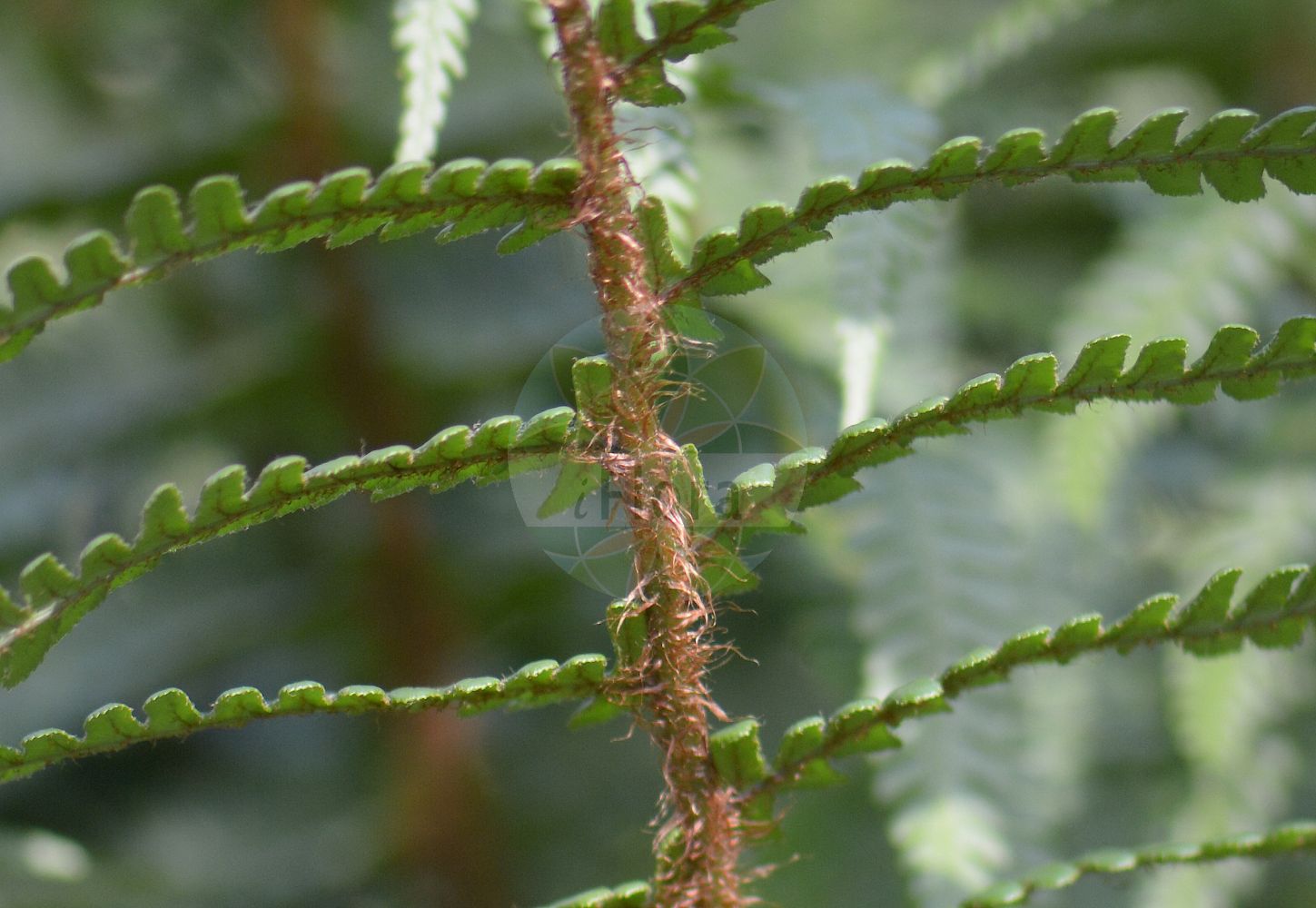 Foto von Dryopteris oreades (Geröll-Wurmfarn - Mountain Male-fern). Das Foto wurde in Bonn, Nordrhein-Westfalen, Deutschland aufgenommen. ---- Photo of Dryopteris oreades (Geröll-Wurmfarn - Mountain Male-fern). The picture was taken in Bonn, North Rhine-Westphalia, Germany.(Dryopteris oreades,Geröll-Wurmfarn,Mountain Male-fern,Dryopteris oreades,Lastrea propinqua,Geroell-Wurmfarn,Kleiner Wurmfarn,Mountain Male-fern,Dryopteris,Wurmfarn,Wood-fern,Dryopteridaceae,Wurmfarngewächse,Wood Fern family)