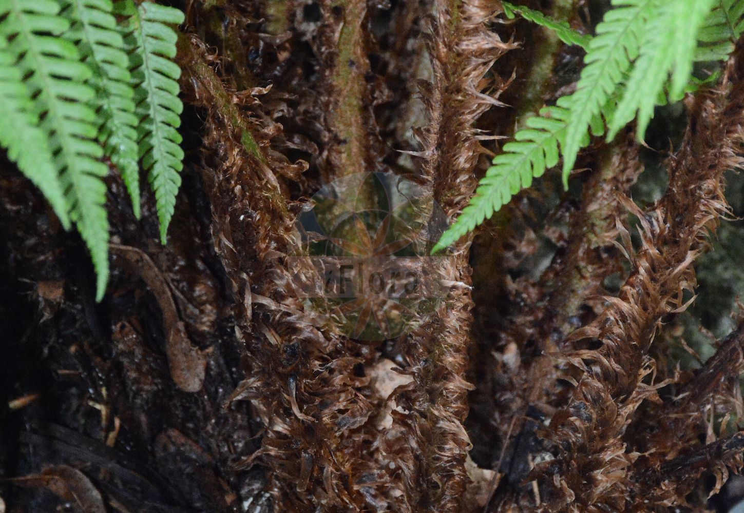 Foto von Dryopteris affinis (Spreuschuppiger Wurmfarn - Scaly Male-fern). Das Foto wurde in Münster, Nordrhein-Westfalen, Deutschland aufgenommen. ---- Photo of Dryopteris affinis (Spreuschuppiger Wurmfarn - Scaly Male-fern). The picture was taken in Muenster, North Rhine-Westphalia, Germany.(Dryopteris affinis,Spreuschuppiger Wurmfarn,Scaly Male-fern,Dryopteris affinis,Nephrodium affine,Nephrodium filix-mas var. affine,Spreuschuppiger Wurmfarn,Scaly Male-fern,Golden-scaled Male Fern,Dryopteris,Wurmfarn,Wood-fern,Dryopteridaceae,Wurmfarngewächse,Wood Fern family)