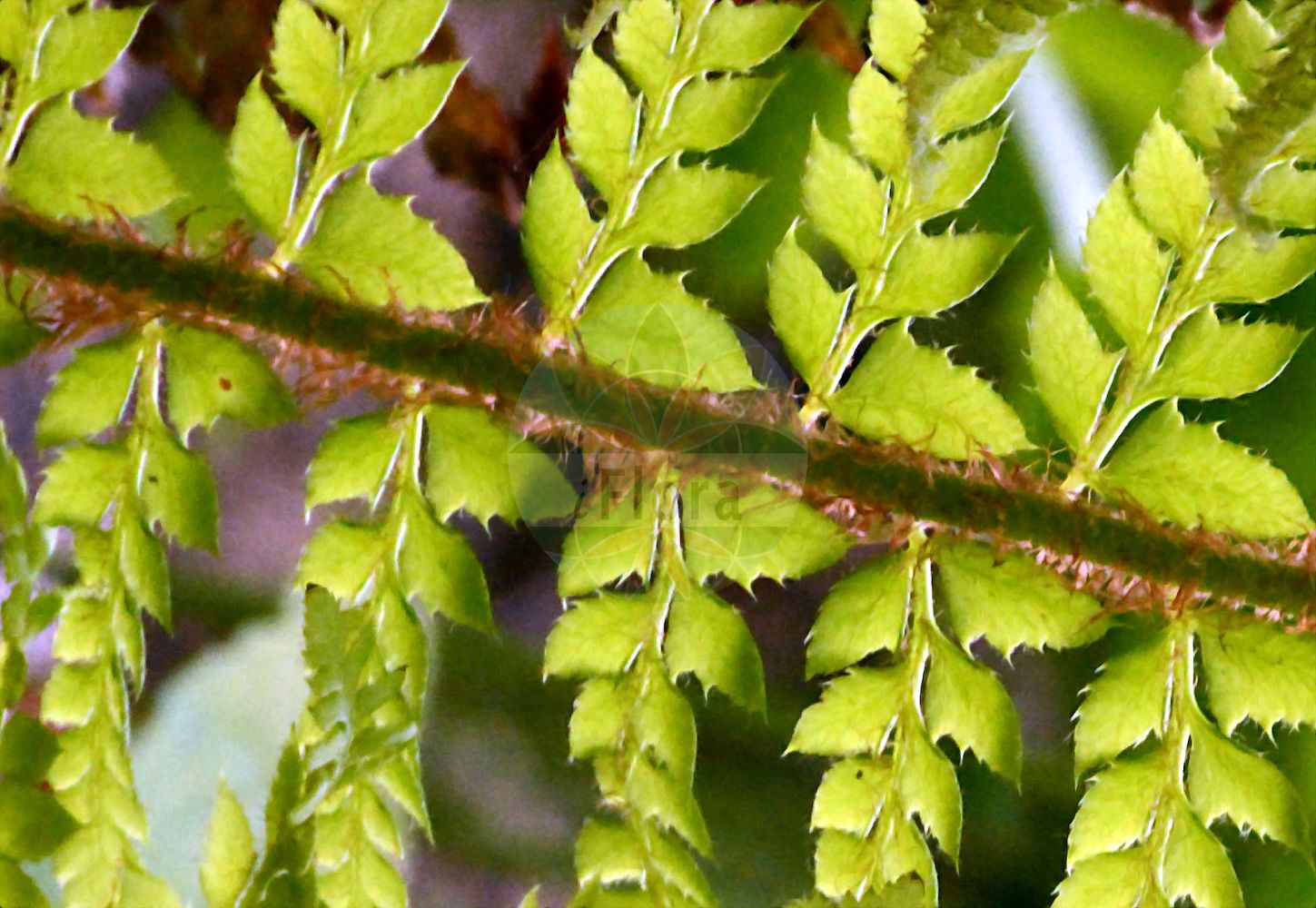 Foto von Polystichum aculeatum (Gelappter Schildfarn - Hard Shield-fern). Das Foto wurde in Frankfurt, Hessen, Deutschland aufgenommen. ---- Photo of Polystichum aculeatum (Gelappter Schildfarn - Hard Shield-fern). The picture was taken in Frankfurt, Hesse, Germany.(Polystichum aculeatum,Gelappter Schildfarn,Hard Shield-fern,Aspidium aculeatum,Aspidium lobatum,Dryopteris lobata,Polypodium aculeatum,Polypodium lobatum,Polystichum aculeatum,Polystichum lobatum,Gelappter Schildfarn,Gewoehnlicher Schildfarn,Hard Shield-fern,Polystichum,Schildfarn,Holly-fern,Dryopteridaceae,Wurmfarngewächse,Wood Fern family)