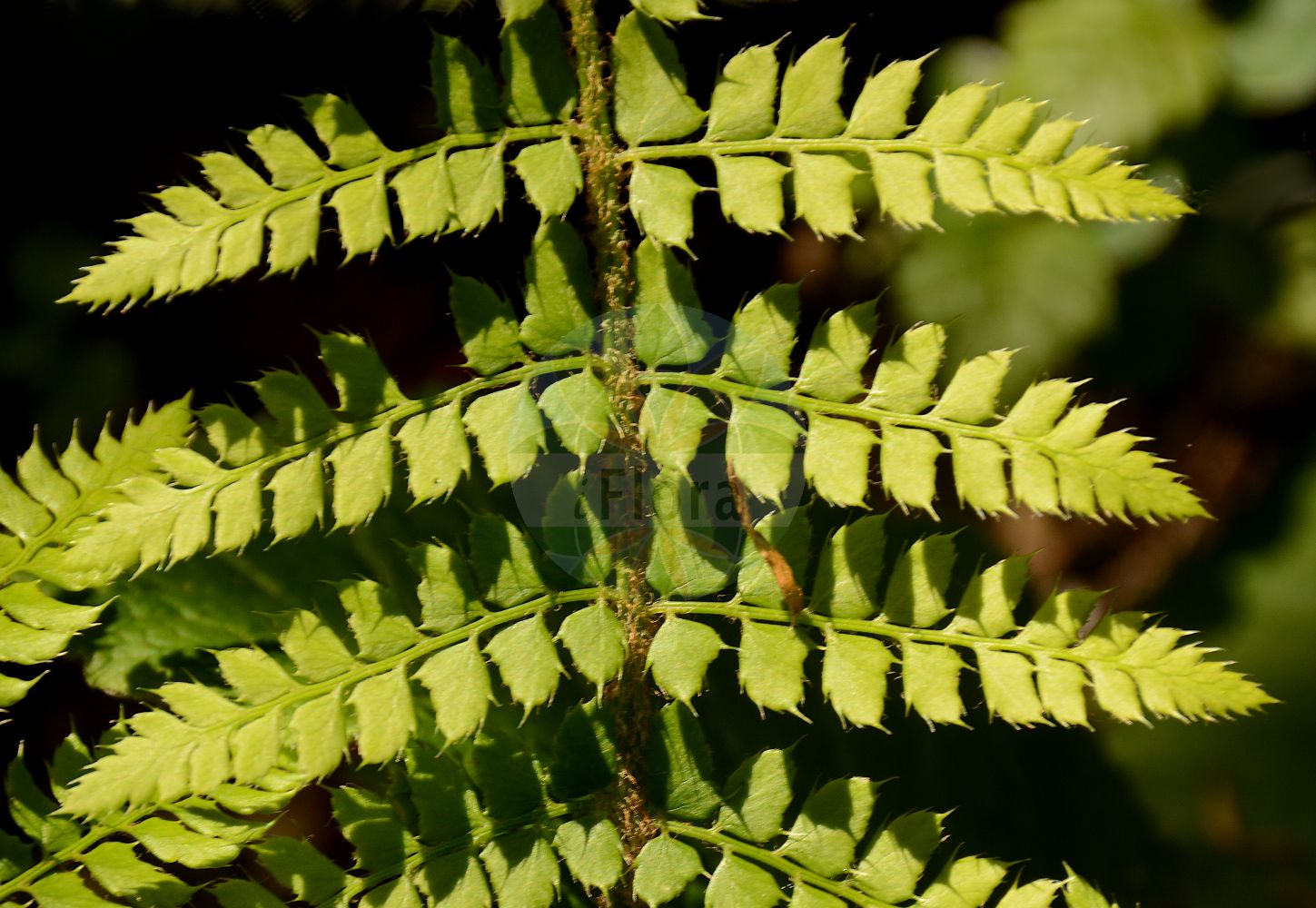 Polystichum setiferum - Dryopteridaceae,Plantae,Pteridobiotina,Polypodiophyta,Polypodiopsida,Polypodiidae,Polypodiales,Dryopteridaceae,Dryopteridoideae,Polystichum,Polystichum setiferum,Aspidium aculeatum var. angulare, Aspidium aculeatum var. hastulatum, Aspidium angulare, Dryopteris setifera, Hypopeltis hastulata, Polypodium angulare, Polypodium setiferum, Polystichum angulare,Grannen-Schildfarn;Borstiger Schildfarn;Feder-Filigranfarn;Brutknospen-Schildfarn;soft shield-fern;bristle holly fern;hedge fern;Polystic à dents sétacées;fougère persistante;fougère de haie anglaise;aspidie à cils raides;aspidie anguleuse;aspidium à cils raides;fougère des fleuristes;polystic à soies;píjaro;Felce setifera;polistico a denti setacei;zachte naaldvaren;fentanha;многорядник угловатый;многорядник щетинконосный;kızıl pilunç;polistik;polistiku me qime;polístic setífer;čekinjava papratnjača;luskastodlakava podlesnica;díszes vesepáfrány;багаторядник шипуватий;багаторядник щетинконосний;четинест многоредник;шумска папратњача;garra