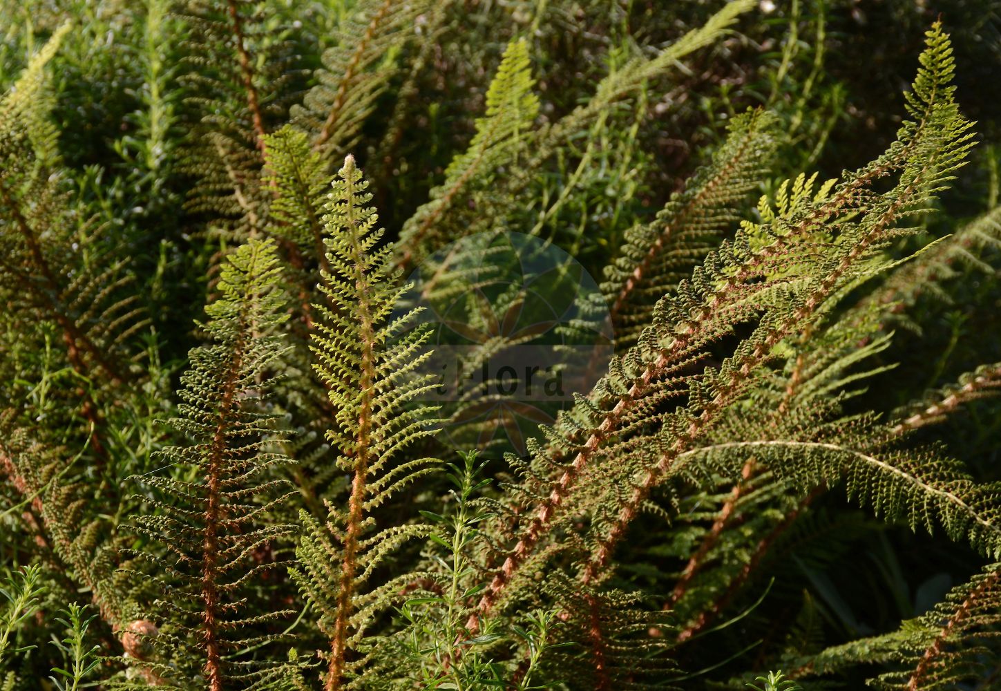 Foto von Polystichum setiferum (Borstiger Schildfarn - Soft Shield-fern). Das Foto wurde in Berlin, Deutschland aufgenommen. ---- Photo of Polystichum setiferum (Borstiger Schildfarn - Soft Shield-fern). The picture was taken in Berlin, Germany.(Polystichum setiferum,Borstiger Schildfarn,Soft Shield-fern,Aspidium angulare,Aspidium hastulatum,Dryopteris setifera,Polypodium setiferum,Polystichum angulare,Polystichum setiferum,Borstiger Schildfarn,Grannen-Schildfarn,Soft Shield-fern,Bristle Holly Fern,Hedge Fern,Polystichum,Schildfarn,Holly-fern,Dryopteridaceae,Wurmfarngewächse,Wood Fern family)