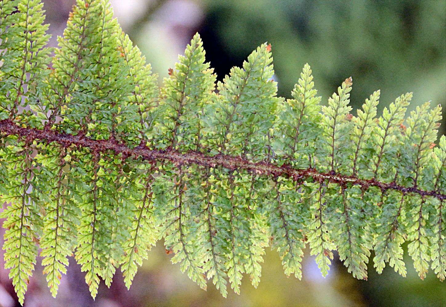 Foto von Polystichum braunii (Brauns Schildfarn - Braun's Hollyfern). Das Foto wurde in Hamburg, Deutschland aufgenommen. ---- Photo of Polystichum braunii (Brauns Schildfarn - Braun's Hollyfern). The picture was taken in Hamburg, Germany.(Polystichum braunii,Brauns Schildfarn,Braun's Hollyfern,Aspidium braunii,Dryopteris braunii,Polystichum braunii,Brauns Schildfarn,Zarter Schildfarn,Braun's Hollyfern,Braun's Shield Fern,Polystichum,Schildfarn,Holly-fern,Dryopteridaceae,Wurmfarngewächse,Wood Fern family)