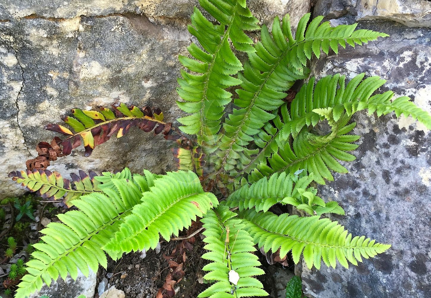 Foto von Polystichum lonchitis (Lanzen-Schildfarn - Holly-fern). Das Foto wurde in Tübingen, Baden-Württemberg, Deutschland aufgenommen. ---- Photo of Polystichum lonchitis (Lanzen-Schildfarn - Holly-fern). The picture was taken in Tuebingen, Baden-Wuerttemberg, Germany.(Polystichum lonchitis,Lanzen-Schildfarn,Holly-fern,Aspidium lonchitis,Dryopteris lonchitis,Polypodium lonchitis,Polystichum lonchitis,Lanzen-Schildfarn,Holly-fern,Northern Hollyfern,Polystichum,Schildfarn,Holly-fern,Dryopteridaceae,Wurmfarngewächse,Wood Fern family)