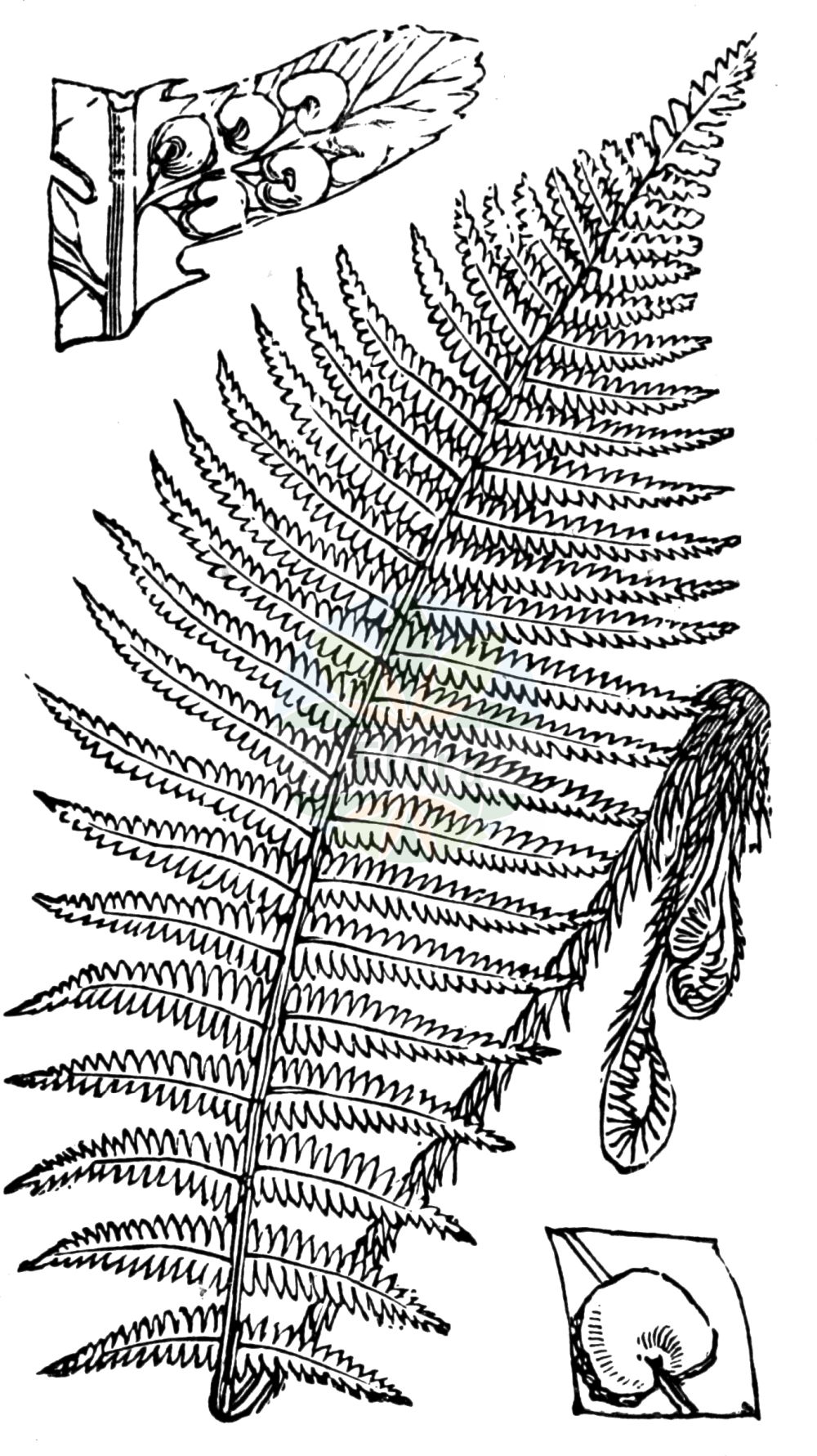 Historische Abbildung von Dryopteris filix-mas (Echter Wurmfarn - Male-fern). Das Bild zeigt Blatt, Bluete, Frucht und Same. ---- Historical Drawing of Dryopteris filix-mas (Echter Wurmfarn - Male-fern). The image is showing leaf, flower, fruit and seed.(Dryopteris filix-mas,Echter Wurmfarn,Male-fern,Aspidium filix-mas,Dryopteris filix-mas,Lastrea filix-mas,Nephrodium filix-mas,Polypodium filix-mas,Polystichum filix-mas,Echter Wurmfarn,Gewoehnlicher Wurmfarn,Maennlicher Wurmfarn,Maennerfarn,Male-fern,Common Male Fern,Dryopteris,Wurmfarn,Wood-fern,Dryopteridaceae,Wurmfarngewächse,Wood Fern family,Blatt,Bluete,Frucht,Same,leaf,flower,fruit,seed,Fitch et al. (1880))