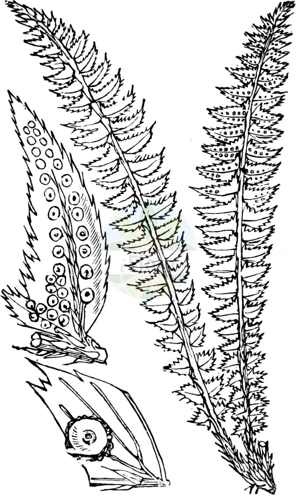Historische Abbildung von Polystichum lonchitis (Lanzen-Schildfarn - Holly-fern). Das Bild zeigt Blatt, Bluete, Frucht und Same. ---- Historical Drawing of Polystichum lonchitis (Lanzen-Schildfarn - Holly-fern). The image is showing leaf, flower, fruit and seed.(Polystichum lonchitis,Lanzen-Schildfarn,Holly-fern,Aspidium lonchitis,Dryopteris lonchitis,Polypodium lonchitis,Polystichum lonchitis,Lanzen-Schildfarn,Holly-fern,Northern Hollyfern,Polystichum,Schildfarn,Holly-fern,Dryopteridaceae,Wurmfarngewächse,Wood Fern family,Blatt,Bluete,Frucht,Same,leaf,flower,fruit,seed,Fitch et al. (1880))