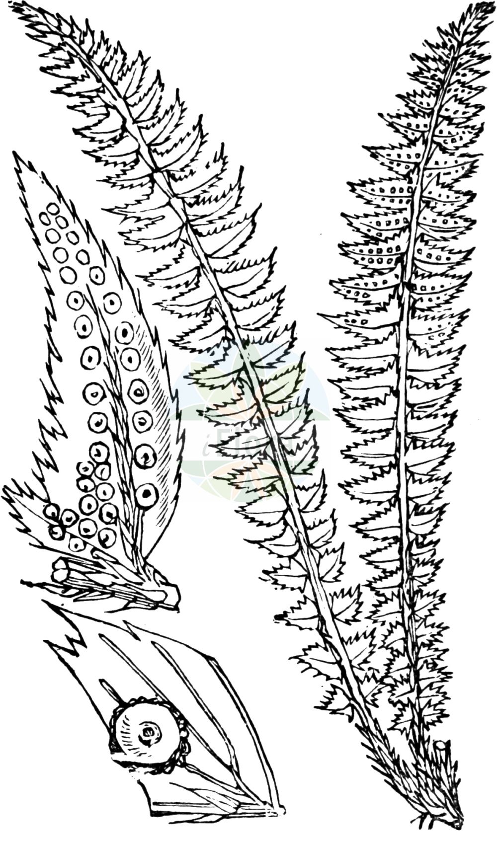 Polystichum lonchitis - Dryopteridaceae,Plantae,Pteridobiotina,Polypodiophyta,Polypodiopsida,Polypodiidae,Polypodiales,Dryopteridaceae,Dryopteridoideae,Polystichum,Polystichum lonchitis,Aetopteron lonchitis, Aspidium asperum, Aspidium lonchitis, Dryopteris lonchitis, Polypodium lonchitis, Polystichum asperum, Polystichum lonchitis f. marginale, Polystichum marginale,Lanzen-Schildfarn;Lanzenfarn;holly-fern;holly fern;polystic faux-lonchitis;northern hollyfern;Polystic en lance;aspidie lonchite;aspidium en lance;polystic en forme de lance;polystic lonchite;Felce lonchite;polistico lanciforme;lansvaren;многорядник копьевидный;uzun pilunç;polistik;polistic pirenenc;taggbräken;krumfinnet skjoldbregne;paprotnik ostry;hiiragi-shida;kumoi-kaguma;クモイカグマ;ヒイラギシダ;kopjasta podlesnica;dárdás vesepáfrány;kapradina hrálovitá;papraďovec kopijovitý;багаторядник списовидний;копиевиден многоредник;odajas astelsõnajalg;škēplapu cietpaparde;taggbregne;suippohärkylä;skjaldburkni;планинска папрат;планинска папратњача;máo zhuàng ěr jué;矛状耳蕨