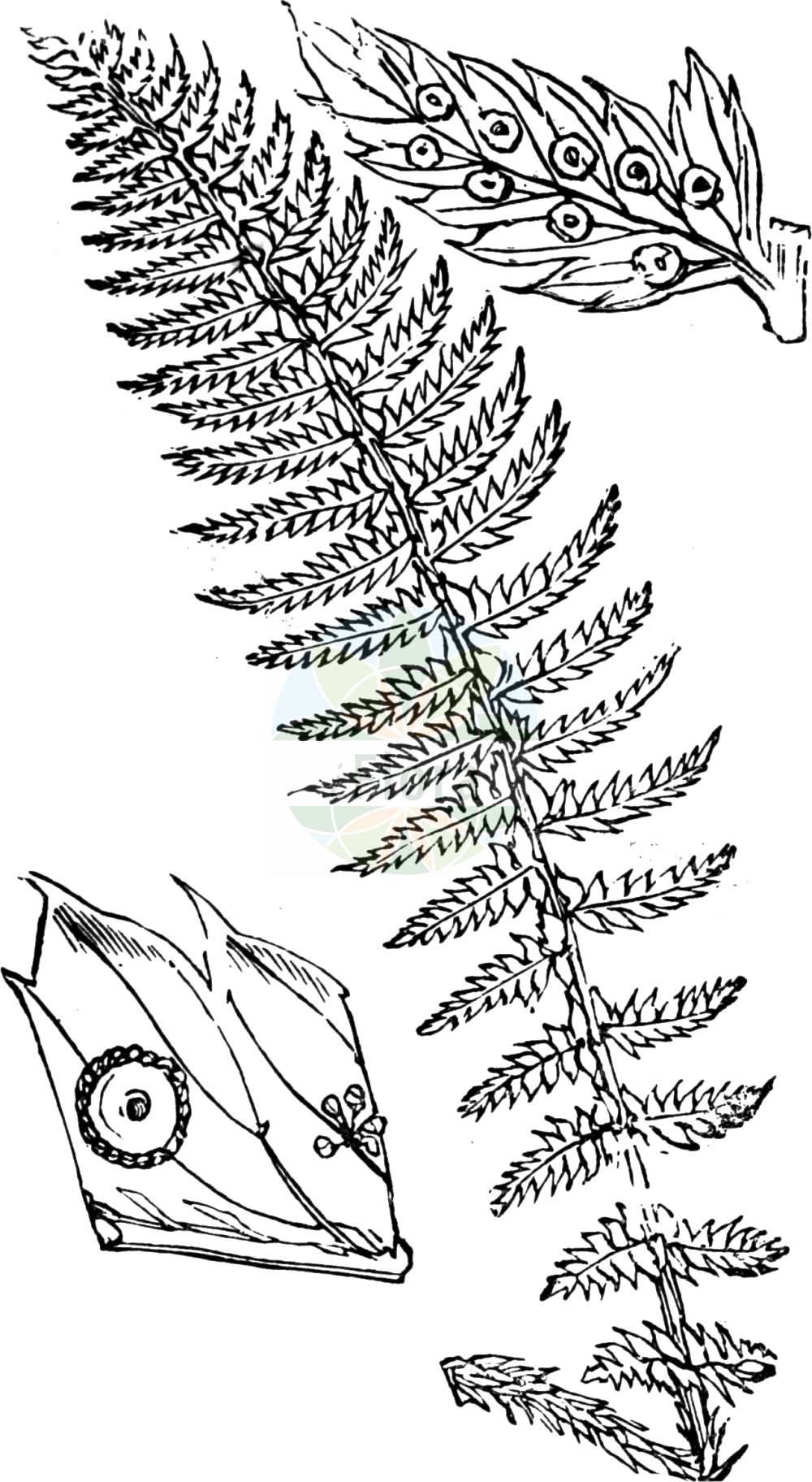 Historische Abbildung von Polystichum aculeatum (Gelappter Schildfarn - Hard Shield-fern). Das Bild zeigt Blatt, Bluete, Frucht und Same. ---- Historical Drawing of Polystichum aculeatum (Gelappter Schildfarn - Hard Shield-fern). The image is showing leaf, flower, fruit and seed.(Polystichum aculeatum,Gelappter Schildfarn,Hard Shield-fern,Aspidium aculeatum,Aspidium lobatum,Dryopteris lobata,Polypodium aculeatum,Polypodium lobatum,Polystichum aculeatum,Polystichum lobatum,Gelappter Schildfarn,Gewoehnlicher Schildfarn,Hard Shield-fern,Polystichum,Schildfarn,Holly-fern,Dryopteridaceae,Wurmfarngewächse,Wood Fern family,Blatt,Bluete,Frucht,Same,leaf,flower,fruit,seed,Fitch et al. (1880))