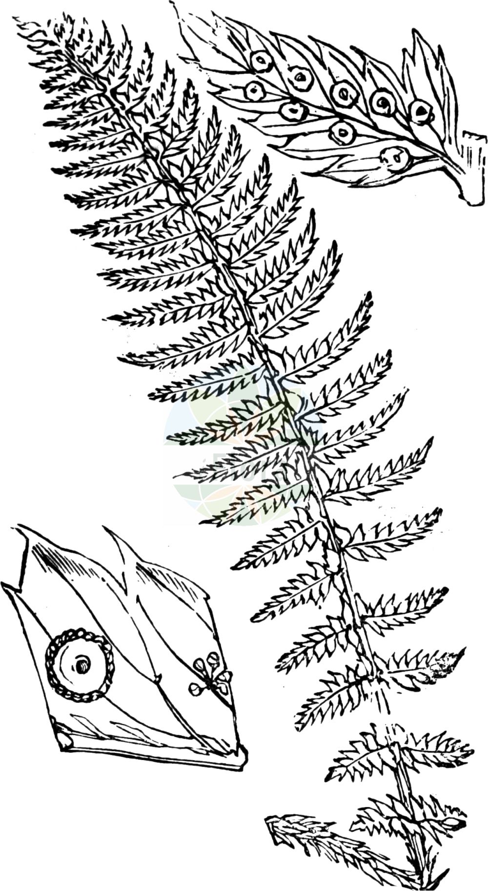 Polystichum aculeatum - Dryopteridaceae,Plantae,Pteridobiotina,Polypodiophyta,Polypodiopsida,Polypodiidae,Polypodiales,Dryopteridaceae,Dryopteridoideae,Polystichum,Polystichum aculeatum,Aetopteron aculeatum, Aspidium aculeatum, Aspidium bosniacum, Aspidium haleakalense, Aspidium lobatum, Aspidium lobatum var. rigidum, Aspidium plukenetii, Aspidium pseudolonchitis, Aspidium sublobatum, Dryopteris aculeata, Dryopteris lobata, Hypopeltis aculeata, Hypopeltis lobulata, Nephrodium aculeatum, Phymatodes plukenetii, Polypodium aculeatum, Polypodium lobatum, Polystichum lobatum, Polystichum plukenetii, Polystichum stipitatum, Tectaria aculeata,Dorniger Schildfarn;Gelappter Schildfarn;Gewöhnlicher Schildfarn;hard shield-fern;Polystic à aiguillons;aspidie lobée à cils raides;aspidium lobé;polipodio;Felce aculeata;polistico aculeato;stijve naaldvaren;многорядник лопастный;многорядник шиповатый;sivri pilunç;polistik;polistiku i vrigullt;polistic;bodljikava papratnjača;uddbräken;almindelig skjoldbregne;paprotnik kolczysty;bodeča podlesnica;karéjos vesepáfrány;kapradina laločnatá;creasta cocoşului;papradina laločnatá;papraďovec laločnatý;наделен многоредник;daivainā cietpaparde;falkbregne;piikkihärkylä;крпаста папрат;крпаста папратњача;miškinis spyglainis;ōu zhōu ěr jué;欧洲耳蕨