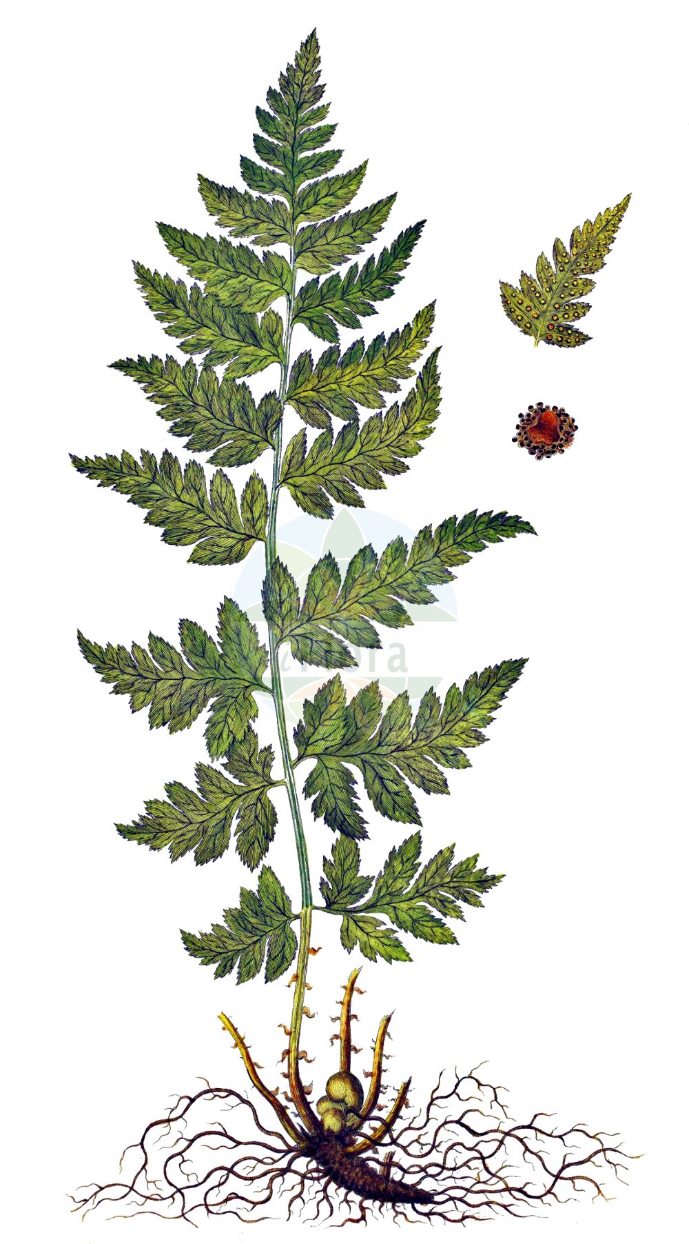 Historische Abbildung von Dryopteris cristata (Kamm-Wurmfarn - Crested Buckler-fern). Das Bild zeigt Blatt, Bluete, Frucht und Same. ---- Historical Drawing of Dryopteris cristata (Kamm-Wurmfarn - Crested Buckler-fern). The image is showing leaf, flower, fruit and seed.(Dryopteris cristata,Kamm-Wurmfarn,Crested Buckler-fern,Aspidium cristatum,Dryopteris cristata,Lastrea cristata,Nephrodium cristatum,Polypodium cristatum,Polystichum cristatum,Kamm-Wurmfarn,Kamm-Dornfarn,Kammfarn,Crested Buckler-fern,Crested Woodfern,Fen Buckler Fern,Dryopteris,Wurmfarn,Wood-fern,Dryopteridaceae,Wurmfarngewächse,Wood Fern family,Blatt,Bluete,Frucht,Same,leaf,flower,fruit,seed,Oeder (1761-1883))