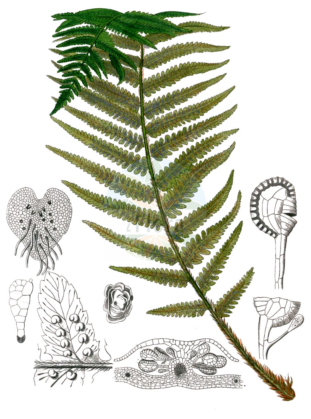 Historische Abbildung von Dryopteris filix-mas (Echter Wurmfarn - Male-fern). Das Bild zeigt Blatt, Bluete, Frucht und Same. ---- Historical Drawing of Dryopteris filix-mas (Echter Wurmfarn - Male-fern). The image is showing leaf, flower, fruit and seed.(Dryopteris filix-mas,Echter Wurmfarn,Male-fern,Aspidium filix-mas,Dryopteris filix-mas,Lastrea filix-mas,Nephrodium filix-mas,Polypodium filix-mas,Polystichum filix-mas,Echter Wurmfarn,Gewoehnlicher Wurmfarn,Maennlicher Wurmfarn,Maennerfarn,Male-fern,Common Male Fern,Dryopteris,Wurmfarn,Wood-fern,Dryopteridaceae,Wurmfarngewächse,Wood Fern family,Blatt,Bluete,Frucht,Same,leaf,flower,fruit,seed,Kohl (1891-1895))