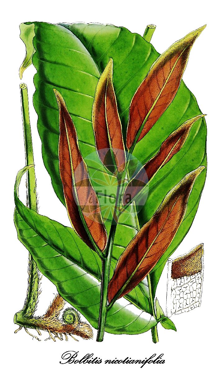 Historische Abbildung von Bolbitis nicotianifolia. Das Bild zeigt Blatt, Bluete, Frucht und Same. ---- Historical Drawing of Bolbitis nicotianifolia. The image is showing leaf, flower, fruit and seed.(Bolbitis nicotianifolia,Bolbitis,Dryopteridaceae,Wurmfarngewächse,Wood Fern Family,Blatt,Bluete,Frucht,Same,leaf,flower,fruit,seed,Hooker (1862))