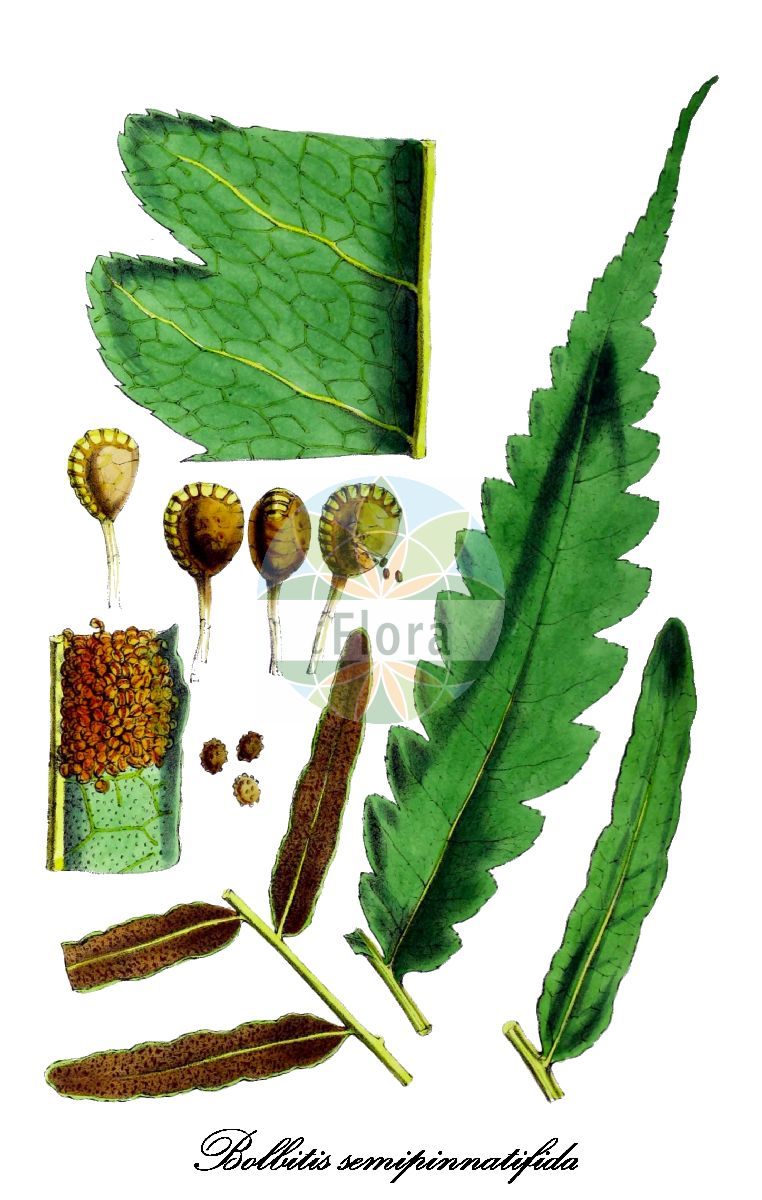 Historische Abbildung von Bolbitis semipinnatifida. Das Bild zeigt Blatt, Bluete, Frucht und Same. ---- Historical Drawing of Bolbitis semipinnatifida. The image is showing leaf, flower, fruit and seed.(Bolbitis semipinnatifida,Bolbitis,Dryopteridaceae,Wurmfarngewächse,Wood Fern Family,Blatt,Bluete,Frucht,Same,leaf,flower,fruit,seed,Hooker (1838-1842))