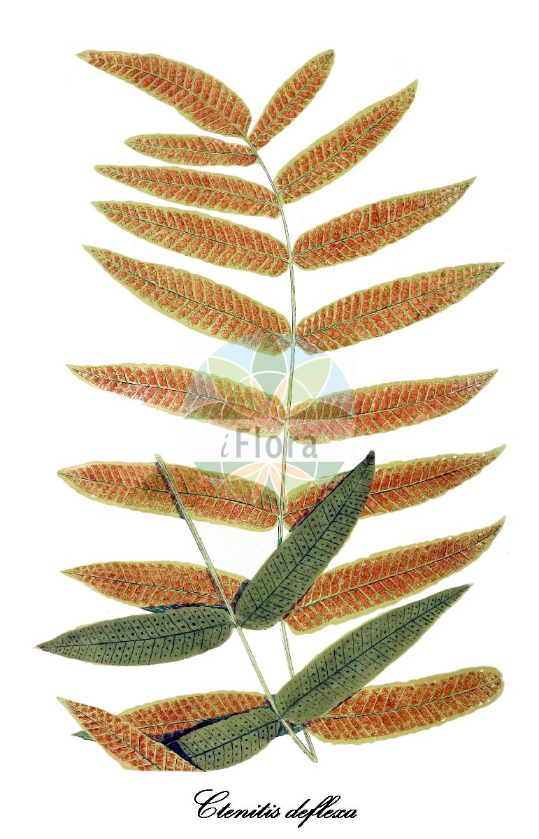 Historische Abbildung von Ctenitis deflexa. Das Bild zeigt Blatt, Bluete, Frucht und Same. ---- Historical Drawing of Ctenitis deflexa. The image is showing leaf, flower, fruit and seed.(Ctenitis deflexa,Ctenitis,Comb fern,Dryopteridaceae,Wurmfarngewächse,Wood Fern Family,Blatt,Bluete,Frucht,Same,leaf,flower,fruit,seed,Lowe (1839-1860))