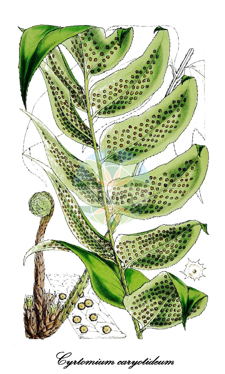 Historische Abbildung von Cyrtomium caryotideum. Das Bild zeigt Blatt, Bluete, Frucht und Same. ---- Historical Drawing of Cyrtomium caryotideum. The image is showing leaf, flower, fruit and seed.(Cyrtomium caryotideum,Cyrtomium,Ilexfarn,Asiatic holly fern,Dryopteridaceae,Wurmfarngewächse,Wood Fern Family,Blatt,Bluete,Frucht,Same,leaf,flower,fruit,seed,Hooker (1862))