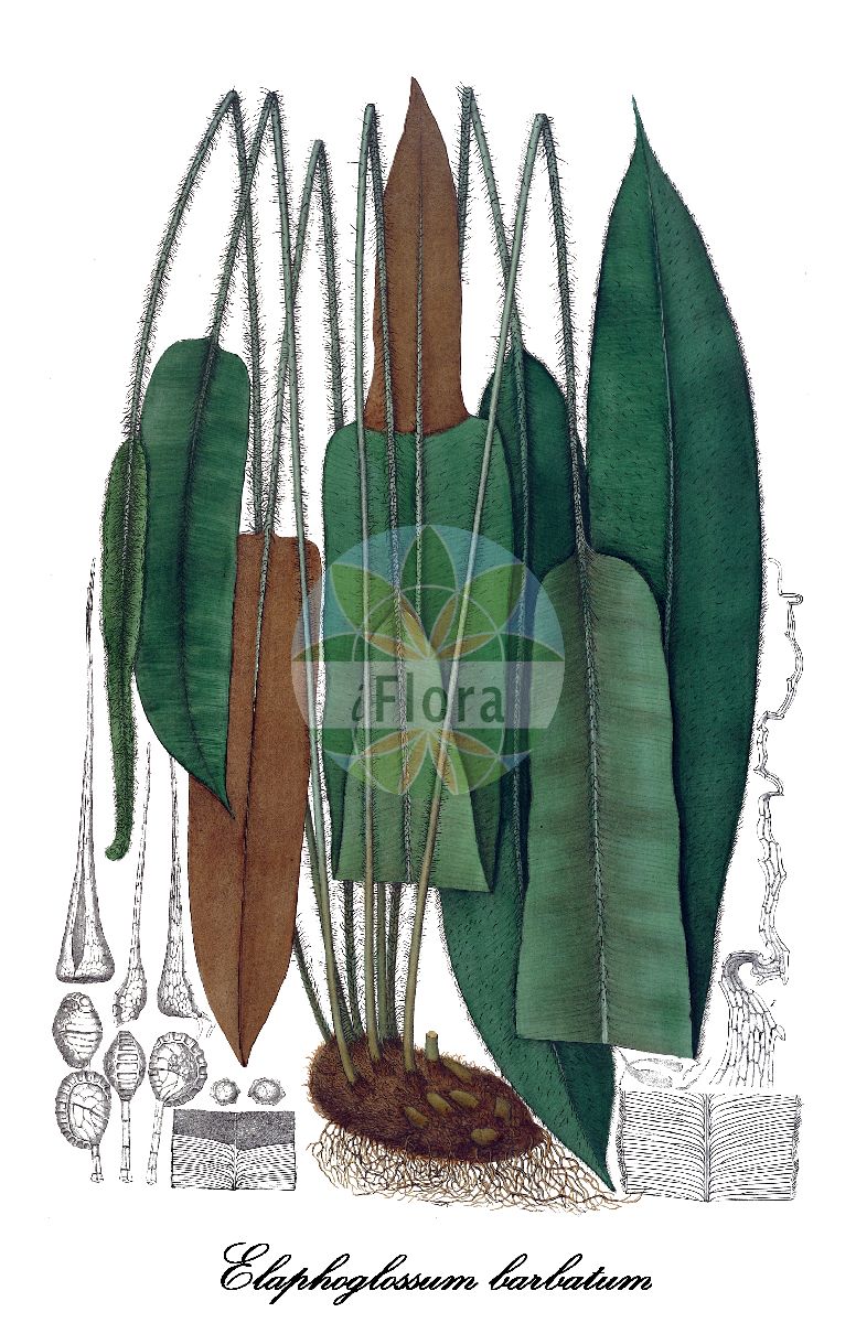 Historische Abbildung von Elaphoglossum barbatum. Das Bild zeigt Blatt, Bluete, Frucht und Same. ---- Historical Drawing of Elaphoglossum barbatum. The image is showing leaf, flower, fruit and seed.(Elaphoglossum barbatum,Elaphoglossum,Dryopteridaceae,Wurmfarngewächse,Wood Fern Family,Blatt,Bluete,Frucht,Same,leaf,flower,fruit,seed,Karsten (1869))