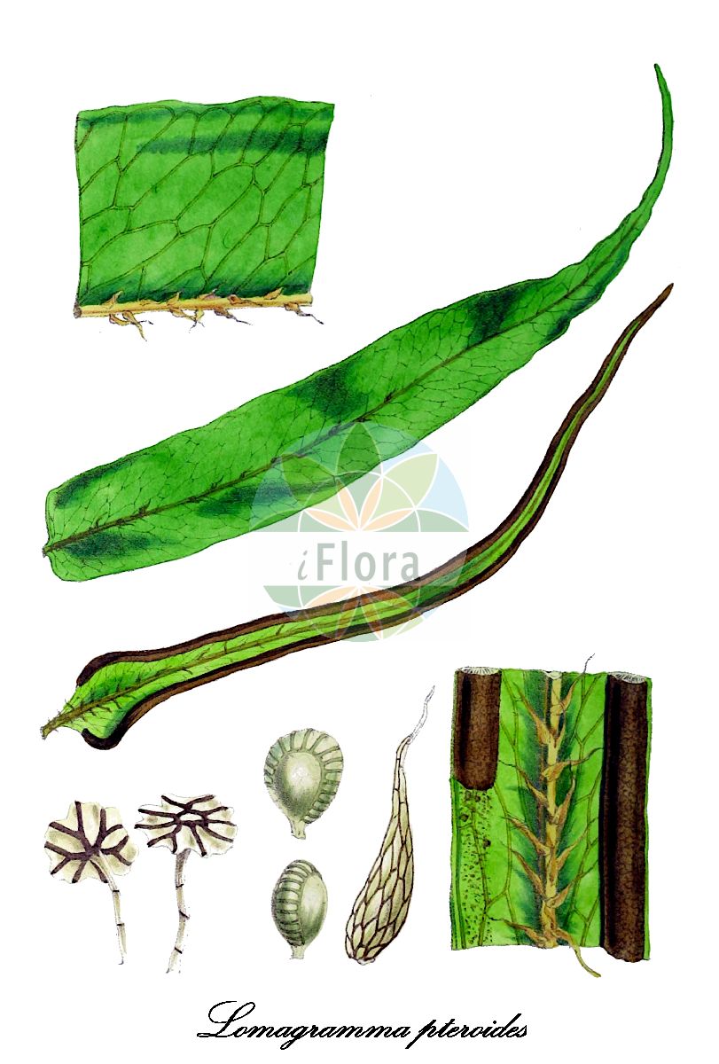 Historische Abbildung von Lomagramma pteroides. Das Bild zeigt Blatt, Bluete, Frucht und Same. ---- Historical Drawing of Lomagramma pteroides. The image is showing leaf, flower, fruit and seed.(Lomagramma pteroides,Lomagramma,Dryopteridaceae,Wurmfarngewächse,Wood Fern Family,Blatt,Bluete,Frucht,Same,leaf,flower,fruit,seed,Hooker (1838-1842))