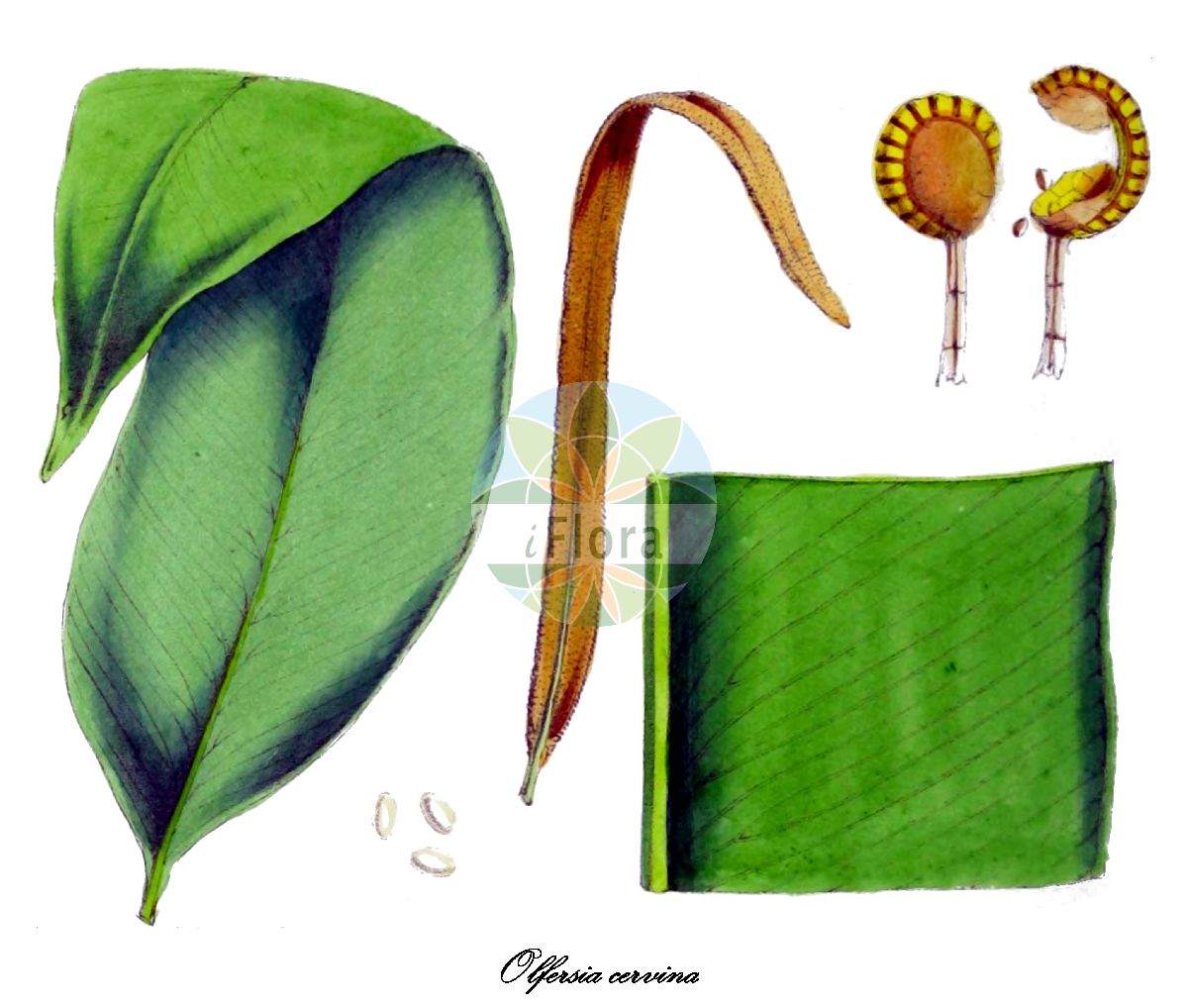 Historische Abbildung von Olfersia cervina. Das Bild zeigt Blatt, Bluete, Frucht und Same. ---- Historical Drawing of Olfersia cervina. The image is showing leaf, flower, fruit and seed.(Olfersia cervina,Olfersia,Dryopteridaceae,Wurmfarngewächse,Wood Fern Family,Blatt,Bluete,Frucht,Same,leaf,flower,fruit,seed,Hooker (1838-1842))