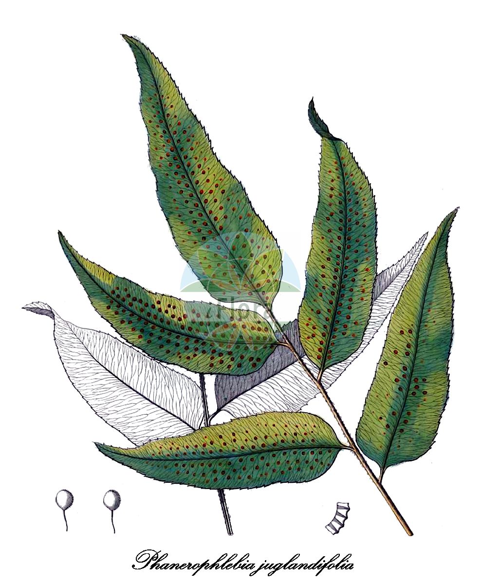 Historische Abbildung von Phanerophlebia juglandifolia. Das Bild zeigt Blatt, Bluete, Frucht und Same. ---- Historical Drawing of Phanerophlebia juglandifolia. The image is showing leaf, flower, fruit and seed.(Phanerophlebia juglandifolia,Phanerophlebia,Mexican holly fern,Dryopteridaceae,Wurmfarngewächse,Wood Fern Family,Blatt,Bluete,Frucht,Same,leaf,flower,fruit,seed,von Humboldt et al. (1816-1825))