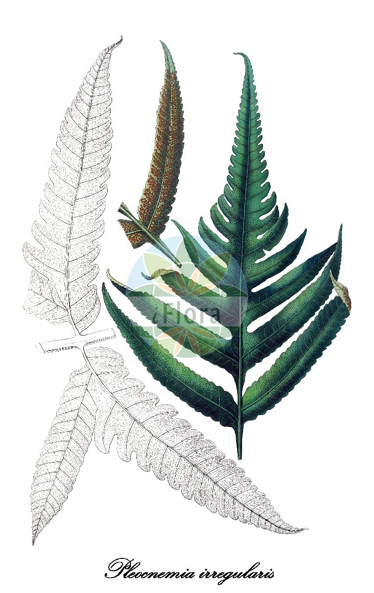 Historische Abbildung von Pleocnemia irregularis. Das Bild zeigt Blatt, Bluete, Frucht und Same. ---- Historical Drawing of Pleocnemia irregularis. The image is showing leaf, flower, fruit and seed.(Pleocnemia irregularis,Pleocnemia,Dryopteridaceae,Wurmfarngewächse,Wood Fern Family,Blatt,Bluete,Frucht,Same,leaf,flower,fruit,seed,Blume (1828-1858))