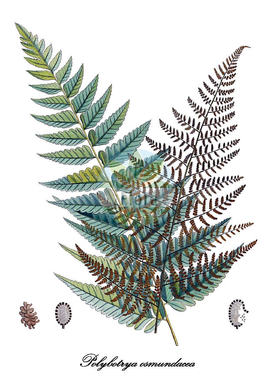 Historische Abbildung von Polybotrya osmundacea. Das Bild zeigt Blatt, Bluete, Frucht und Same. ---- Historical Drawing of Polybotrya osmundacea. The image is showing leaf, flower, fruit and seed.(Polybotrya osmundacea,Polybotrya,Dryopteridaceae,Wurmfarngewächse,Wood Fern Family,Blatt,Bluete,Frucht,Same,leaf,flower,fruit,seed,von Humboldt & Bonpland (1808-1817))