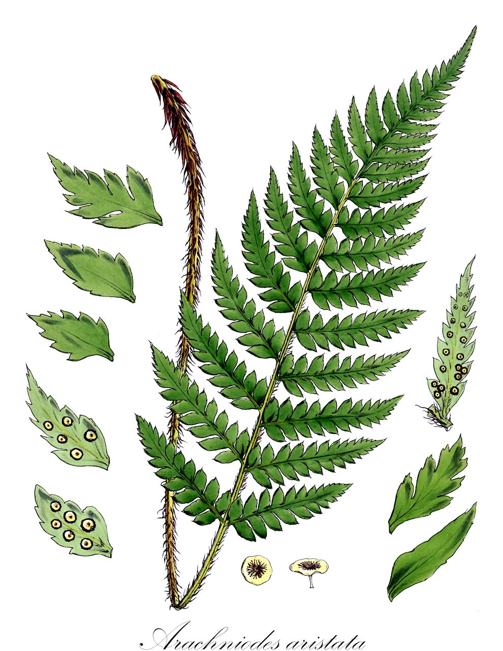 Arachniodes aristata - Dryopteridaceae,Plantae,Pteridobiotina,Polypodiophyta,Polypodiopsida,Polypodiidae,Polypodiales,Dryopteridaceae,Dryopteridoideae,Arachniodes,Arachniodes aristata,Arachniodes aspidioides, Arachniodes lushanensis, Arachniodes maoshanensis, Arachniodes michelii, Aspidium appendiculatum, Aspidium aristatum, Aspidium hamiltonianum, Aspidium platypus, Aspidium pulchellum, Aspidium subelongatum, Byrsopteris aristata, Dryopteris aristata, Dryopteris michelii, Dryopteris platypus, Lastrea aristata, Lastrea platypus, Nephrodium aristatum, Nephrodium platypus, Polypodium aristatum, Polystichopsis aristata, Polystichum aristatum, Polystichum lobatum var. aristatum, Polystichum platypus, Polystichum pulchellum, Rumohra aristata