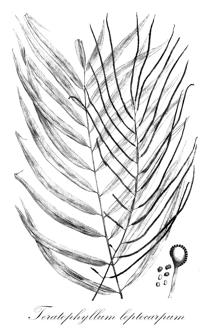 Teratophyllum leptocarpum - Dryopteridaceae,Plantae,Pteridobiotina,Polypodiophyta,Polypodiopsida,Polypodiidae,Polypodiales,Dryopteridaceae,Elaphoglossoideae,Teratophyllum,Teratophyllum leptocarpum,Lomariopsis leptocarpa, Stenochlaena williamsii, Teratophyllum williamsii