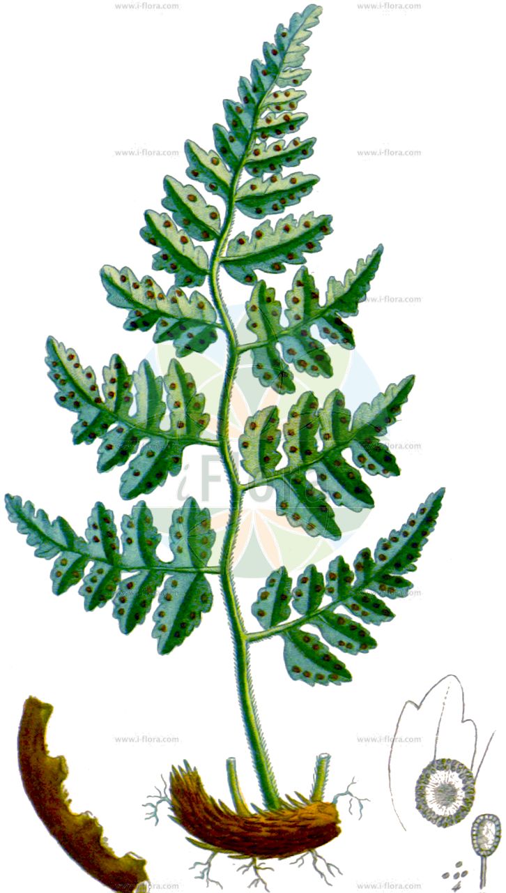 Rumohra adiantiformis - Dryopteridaceae,Plantae,Pteridobiotina,Polypodiophyta,Polypodiopsida,Polypodiidae,Polypodiales,Dryopteridaceae,Elaphoglossoideae,Rumohra,Rumohra adiantiformis,Aspidium adiantiforme, Aspidium calyptratum, Aspidium clypeolarium, Aspidium cunninghamianum, Aspidium cunninghamii, Aspidium discolor, Aspidium duriusculum, Aspidium ferrugineum, Aspidium orientale, Aspidium politum, Dryopteris adiantiformis, Dryopteris capensis, Dryopteris discophora, Dryopteris thomassetii, Hypopeltis coriacea, Lastrea adiantiformis, Lastrea ferruginea, Nephrodium duriusculum, Polypodium adianthoides, Polypodium adiantiforme, Polypodium argentatum, Polypodium calyptratum, Polypodium coriaceum, Polypodium politum, Polypodium thomassetii, Polystichum adiantiforme, Polystichum coriaceum, Polystichum duriusculum, Polystichum macroporum, Polystichum remotum, Rumohra aspidioides, Rumohra quadrangularis, Tectaria calahuala, Tectaria coriacea