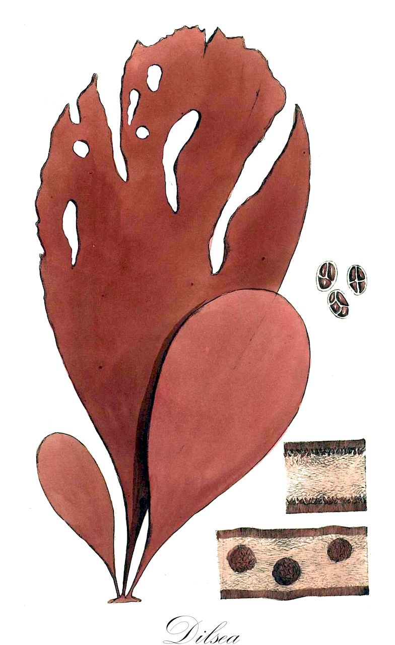 Dilsea - Rhodophyta,Biota,Plantae,Rhodophyta,Eurhodophytina,Florideophyceae,Gigartinales,Dumontiaceae,Dilsea,Sarcophyllis