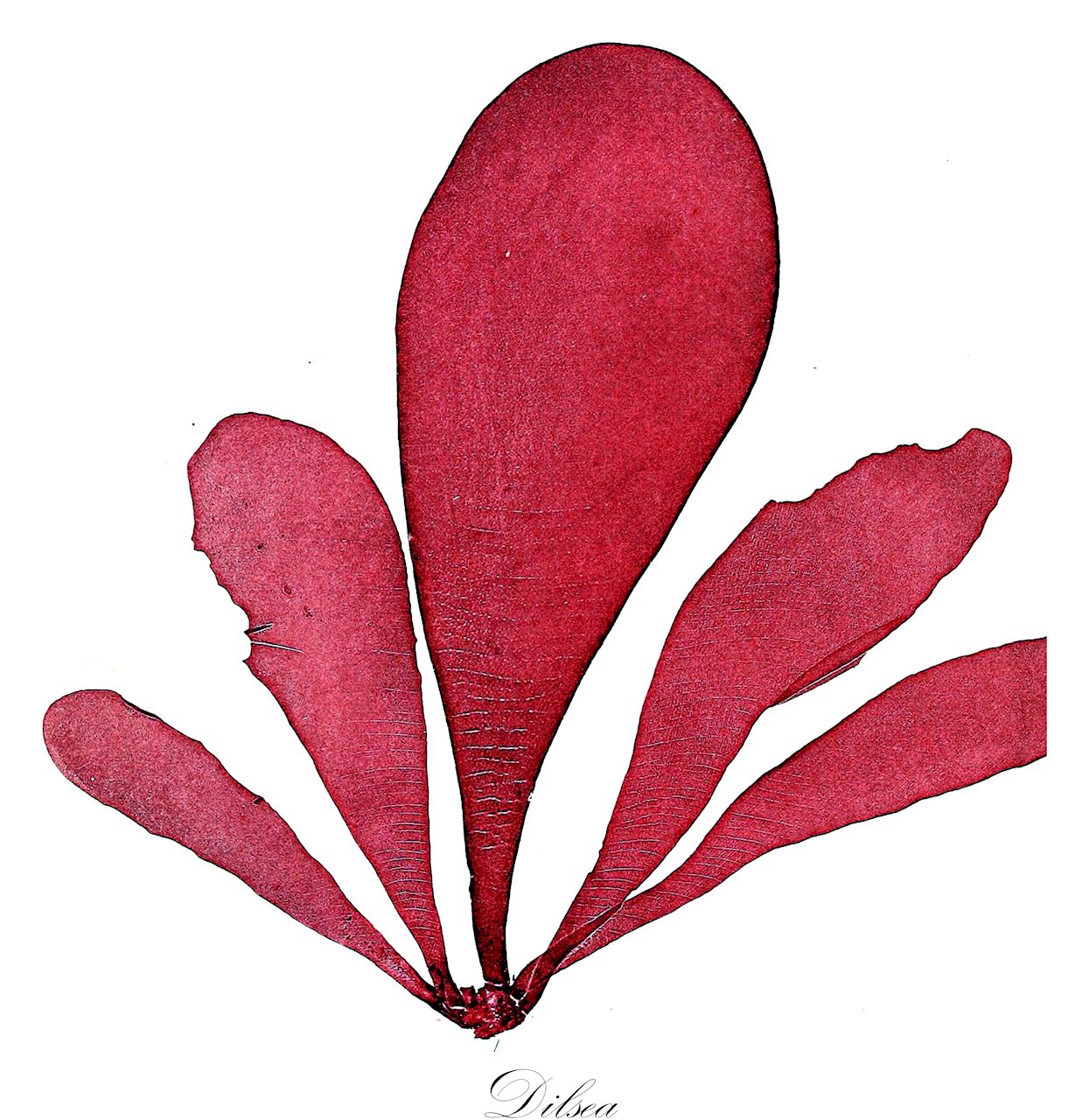Dilsea - Dumontiaceae,Biota,Plantae,Rhodophyta,Eurhodophytina,Florideophyceae,Gigartinales,Dumontiaceae,Dilsea,Sarcophyllis