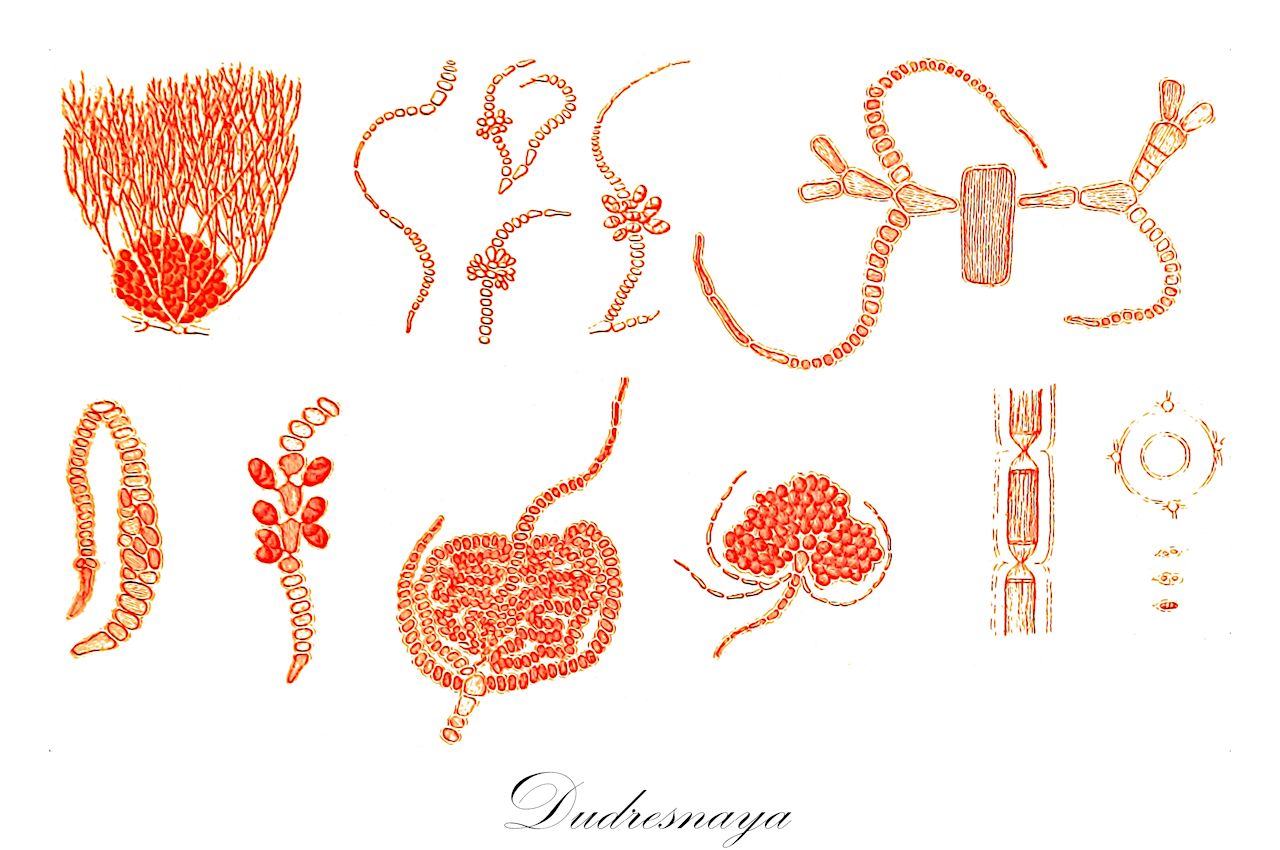 Dudresnaya - Rhodophyta,Biota,Plantae,Rhodophyta,Eurhodophytina,Florideophyceae,Gigartinales,Dumontiaceae,Dudresnaya,Borrichius