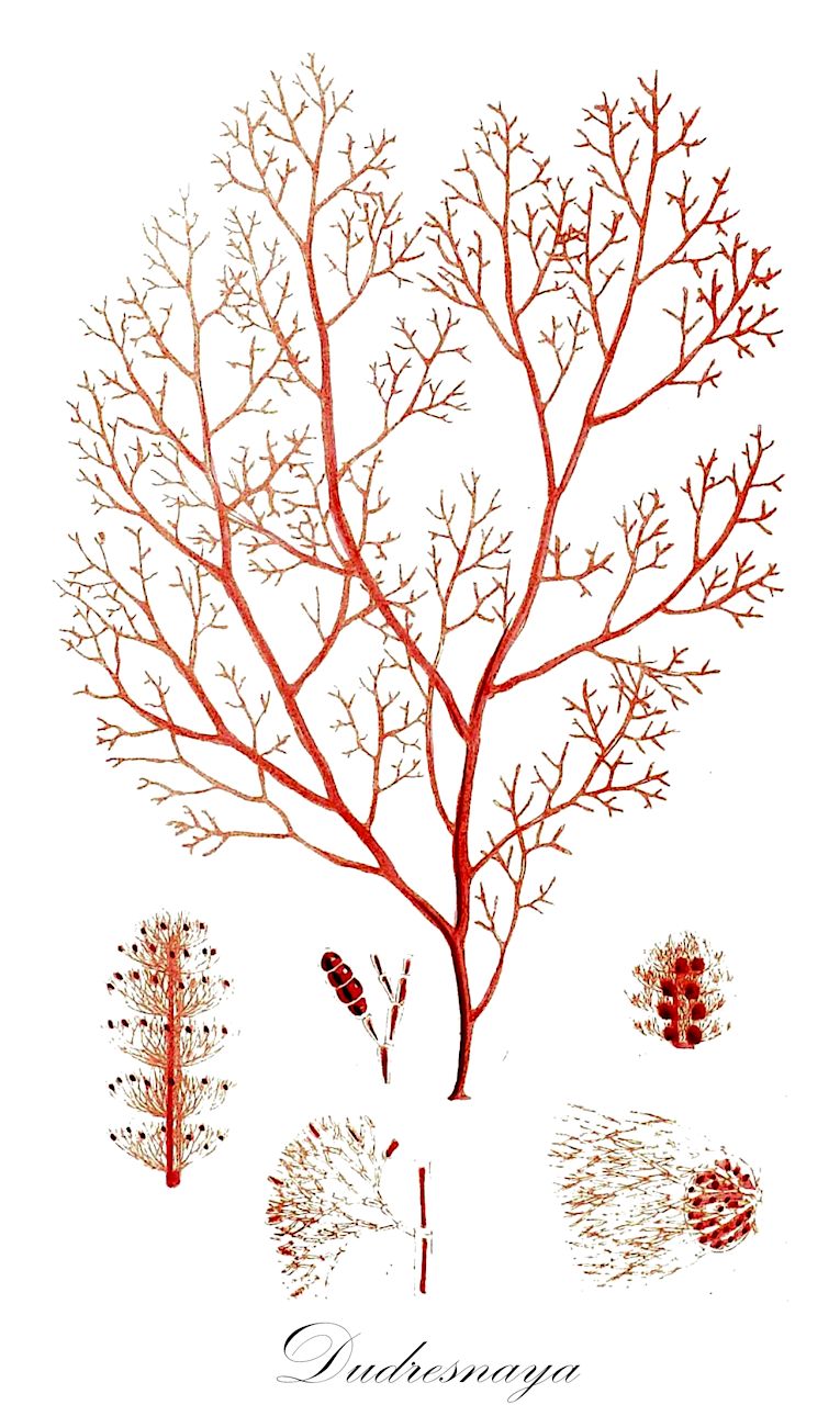 Dudresnaya - Dumontiaceae,Biota,Plantae,Rhodophyta,Eurhodophytina,Florideophyceae,Gigartinales,Dumontiaceae,Dudresnaya,Borrichius