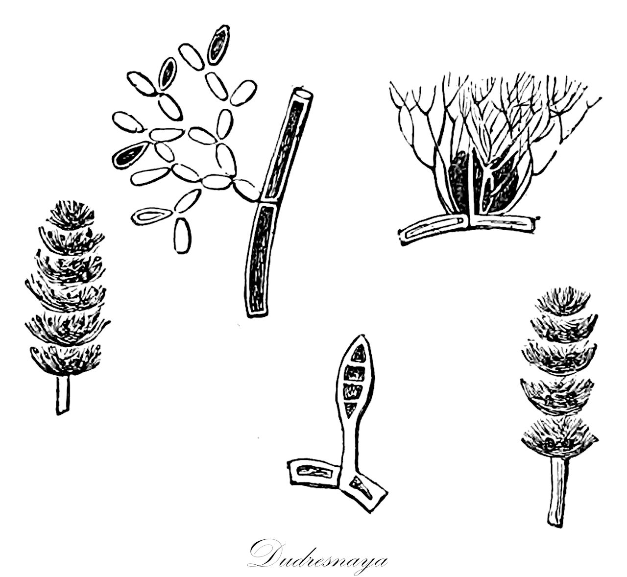Dudresnaya - Rhodophyta,Biota,Plantae,Rhodophyta,Eurhodophytina,Florideophyceae,Gigartinales,Dumontiaceae,Dudresnaya,Borrichius