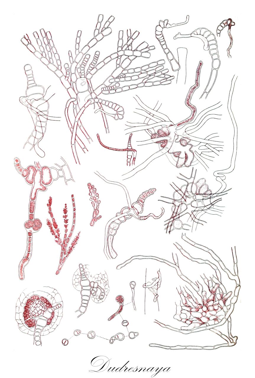 Dudresnaya - Dumontiaceae,Biota,Plantae,Rhodophyta,Eurhodophytina,Florideophyceae,Gigartinales,Dumontiaceae,Dudresnaya,Borrichius