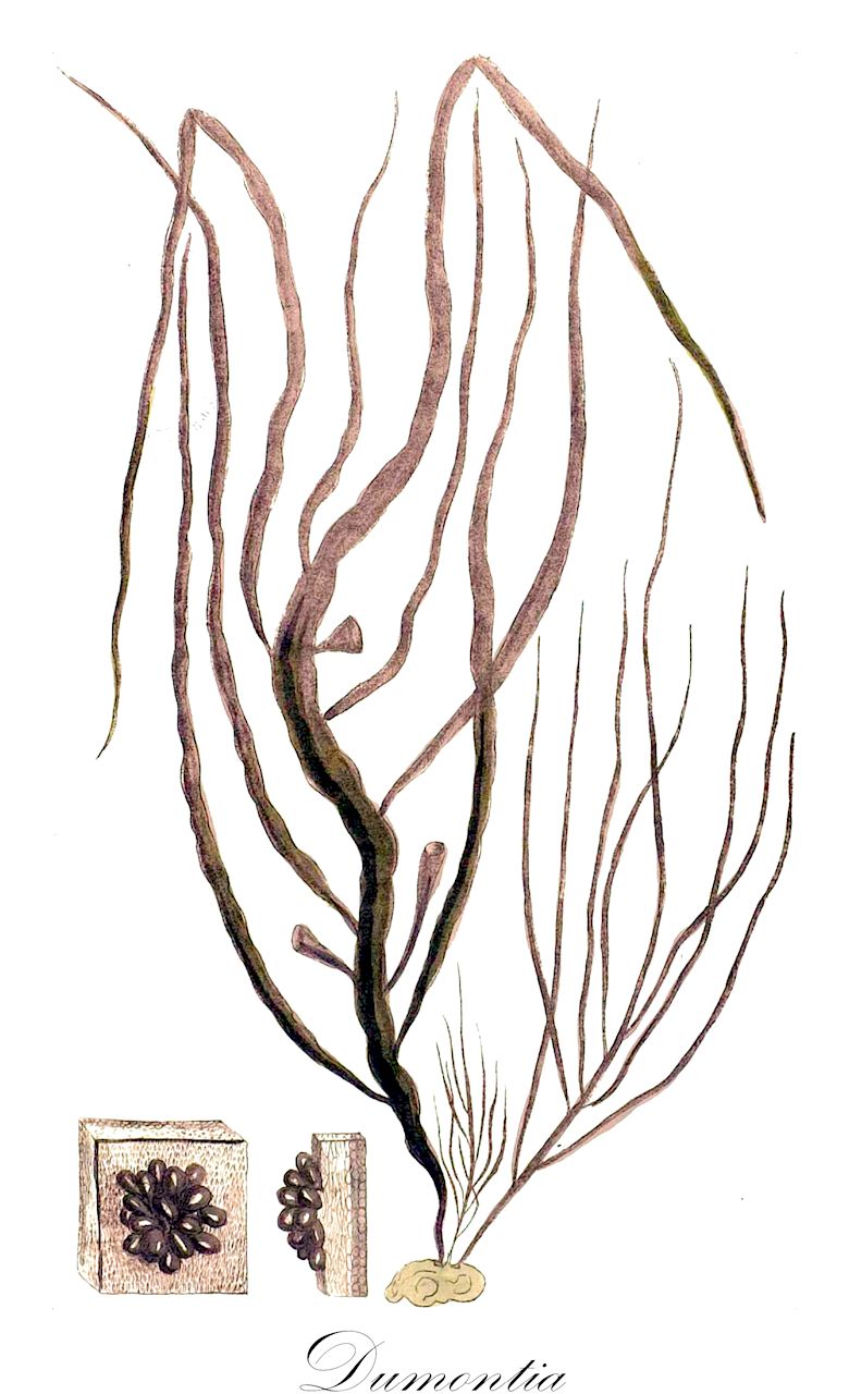 Dumontia - Dumontiaceae,Biota,Animalia,Arthropoda,Branchiopoda,Diplostraca,Onychocaudata,Cladoceromorpha,Dumontiidae,Dumontia