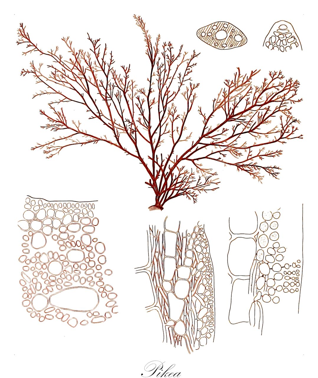 Pikea - Rhodophyta,Biota,Plantae,Rhodophyta,Eurhodophytina,Florideophyceae,Gigartinales,Dumontiaceae,Pikea