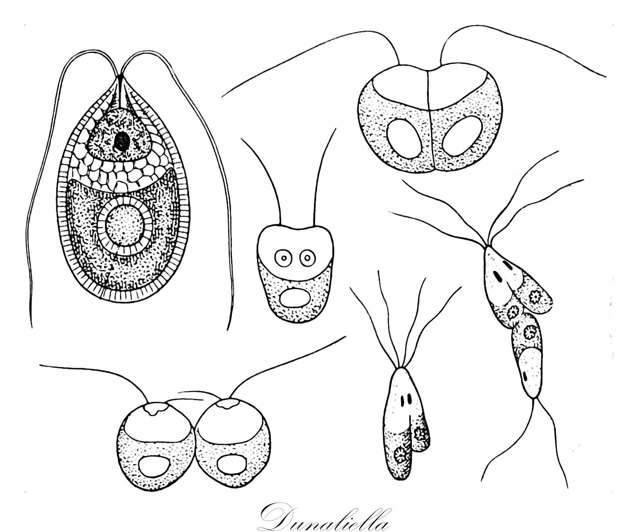 Dunaliella - Solanaceae,Biota,Plantae,Chlorophyta,Chlorophytina,Chlorophyceae,Chlamydomonadales,Dunaliellaceae,Dunaliella