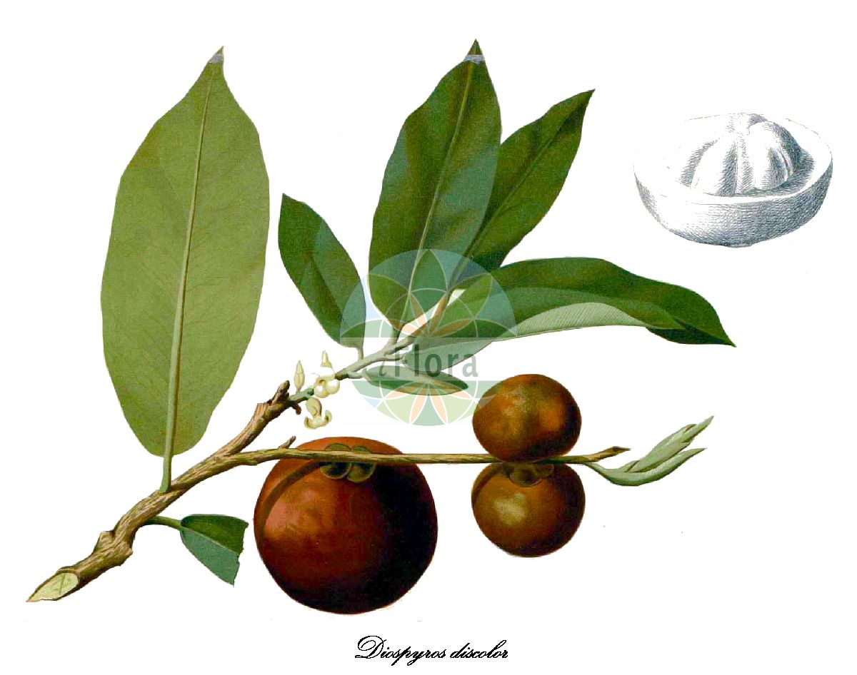 Diospyros blancoi - Ebenaceae,Plantae,Pteridobiotina,Angiosperms,Ericales,Ebenaceae,Diospyros,Diospyros blancoi,Cavanillea mabolo, Cavanillea philippensis, Diospyros discolor, Diospyros durionoides, Diospyros mabolo, Diospyros mabolo, Diospyros malacapai, Diospyros merrillii, Diospyros philippensis, Diospyros utilis, Embryopteris discolor, Mabola edulis,Weißes Ebenholz