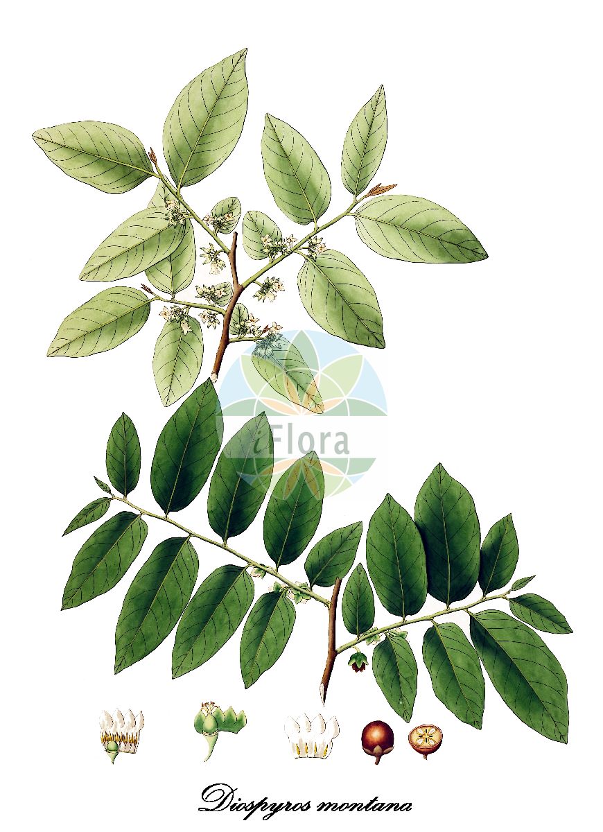 Diospyros montana - Ebenaceae,Plantae,Pteridobiotina,Angiosperms,Ericales,Ebenaceae,Diospyros,Diospyros montana,Diospyros auriculata, Diospyros bracteata, Diospyros calcarea, Diospyros calycina, Diospyros cordifolia, Diospyros dioica, Diospyros glauca, Diospyros goindu, Diospyros heterophylla, Diospyros humilis, Diospyros kanjilalii, Diospyros microcarpa, Diospyros montana f. cordifolia, Diospyros montana var. cordifolia, Diospyros orixensis, Diospyros pubicalyx, Diospyros punctata, Diospyros waldemarii