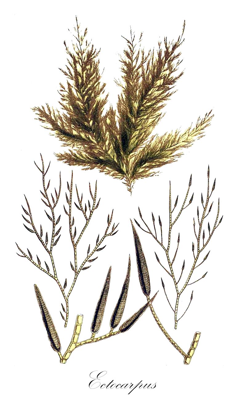 Ectocarpus - Ochrophyta,Biota,Chromista,Ochrophyta,Phaeophyceae,Ectocarpales,Ectocarpaceae,Ectocarpus,Capsicarpella, Colophermum