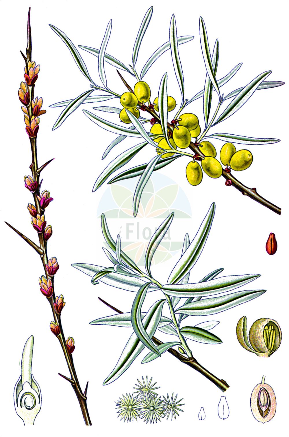 Hippophae rhamnoides - Elaeagnaceae,Plantae,Pteridobiotina,Angiosperms,Rosales,Elaeagnaceae,Hippophae,Hippophae rhamnoides,Argussiera rhamnoides, Elaeagnus rhamnoides, Hippophaes rhamnoideum, Osyris rhamnoides, Rhamnoides hippophae,Gewöhnlicher Sanddorn;Sanddorn;Küsten-Sanddorn;Gebirgs-Sanddorn;Fluß-Sanddorn;Karpaten-Sanddorn;sea-buckthorn;sallowthorn;seaberry;Argousier;Olivella spinosa