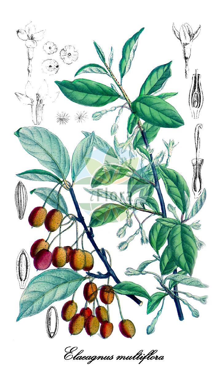 Elaeagnus multiflora - Elaeagnaceae,Plantae,Pteridobiotina,Angiosperms,Rosales,Elaeagnaceae,Elaeagnus,Elaeagnus multiflora,Elaeagnus edulis, Elaeagnus edulis, Elaeagnus isensis, Elaeagnus jucundicocca, Elaeagnus kiusiana, Elaeagnus longipes, Elaeagnus longipes f. elliptica, Elaeagnus longipes f. pacifica, Elaeagnus longipes var. angustifolia, Elaeagnus longipes var. multflora, Elaeagnus longipes var. orbiculata, Elaeagnus longipes var. ovoidea, Elaeagnus longipes var. sulcata, Elaeagnus multiflora f. jucundicocca, Elaeagnus multiflora f. oblongata, Elaeagnus multiflora f. orbiculata, Elaeagnus multiflora var. angustifolia, Elaeagnus multiflora var. edulis, Elaeagnus multiflora var. gigantea, Elaeagnus multiflora var. multiflora, Elaeagnus multiflora var. obovoidea, Elaeagnus multiflora var. orbiculata, Elaeagnus multiflora var. ovoidea, Elaeagnus multiflora var. parvifolia, Elaeagnus multiflora var. siphonantha, Elaeagnus multiflora var. sulcata, Elaeagnus multiflora var. tenuipes, Elaeagnus odoratiedulis, Elaeagnus rotundifolia, Elaeagnus sativa, Elaeagnus siphonantha, Elaeagnus umbellata var. siphonantha,Vielblumige Ölweide;goumi du Japon;eleagno del Giappone;langstelige olijfwilg;mu ban xia;木半夏